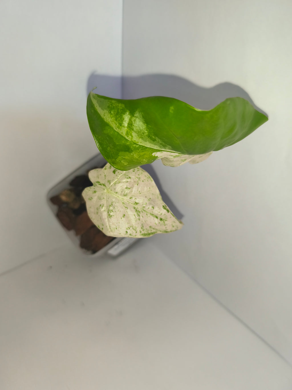 Alocasia Macrorrhiza splash #10