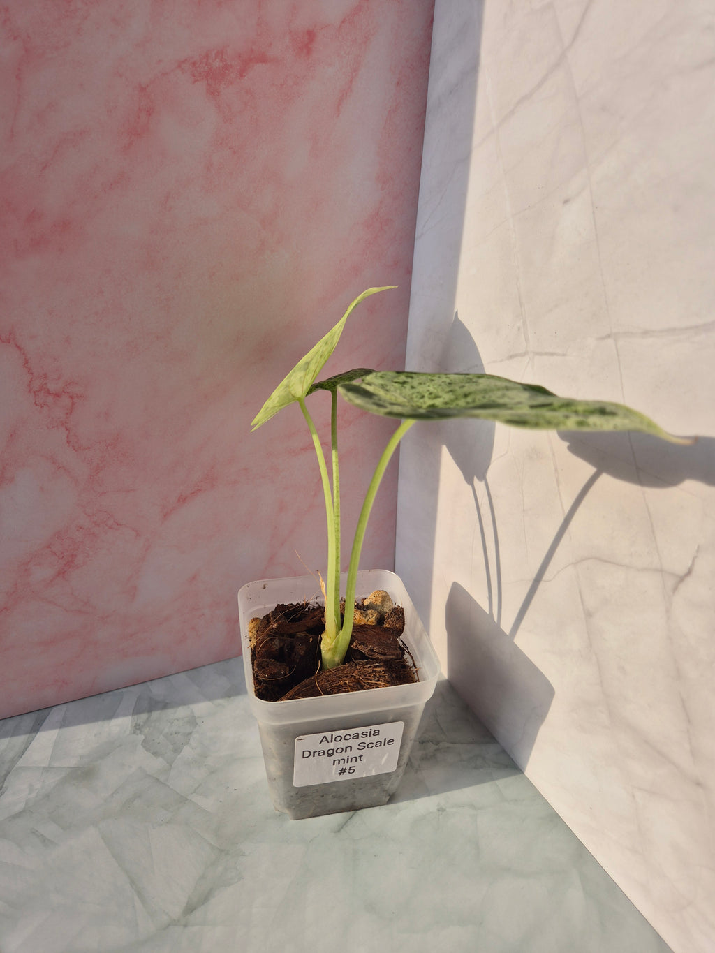 Alocasia Dragon Scale munt #5