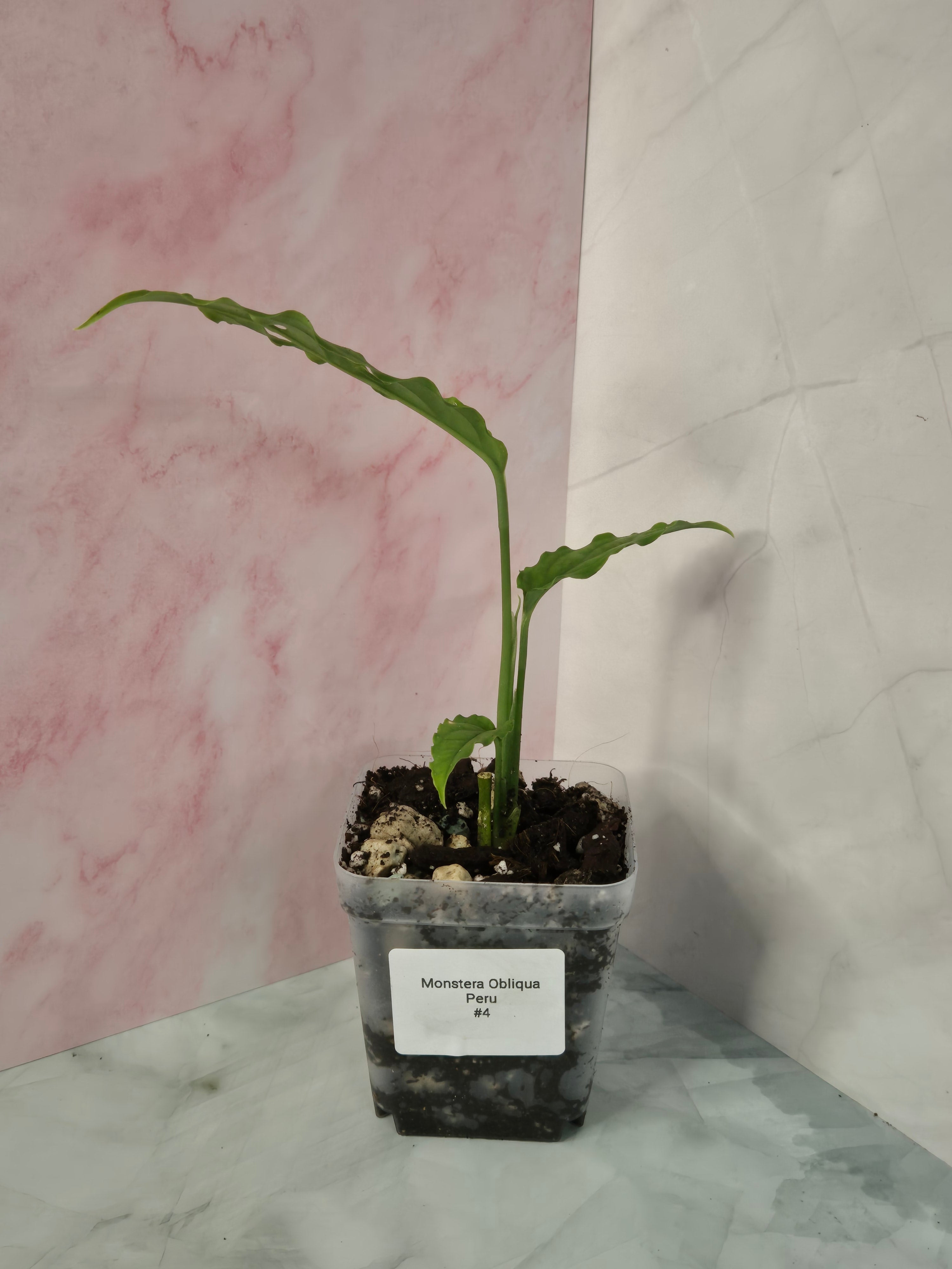 Monstera Obliqua Peru #4