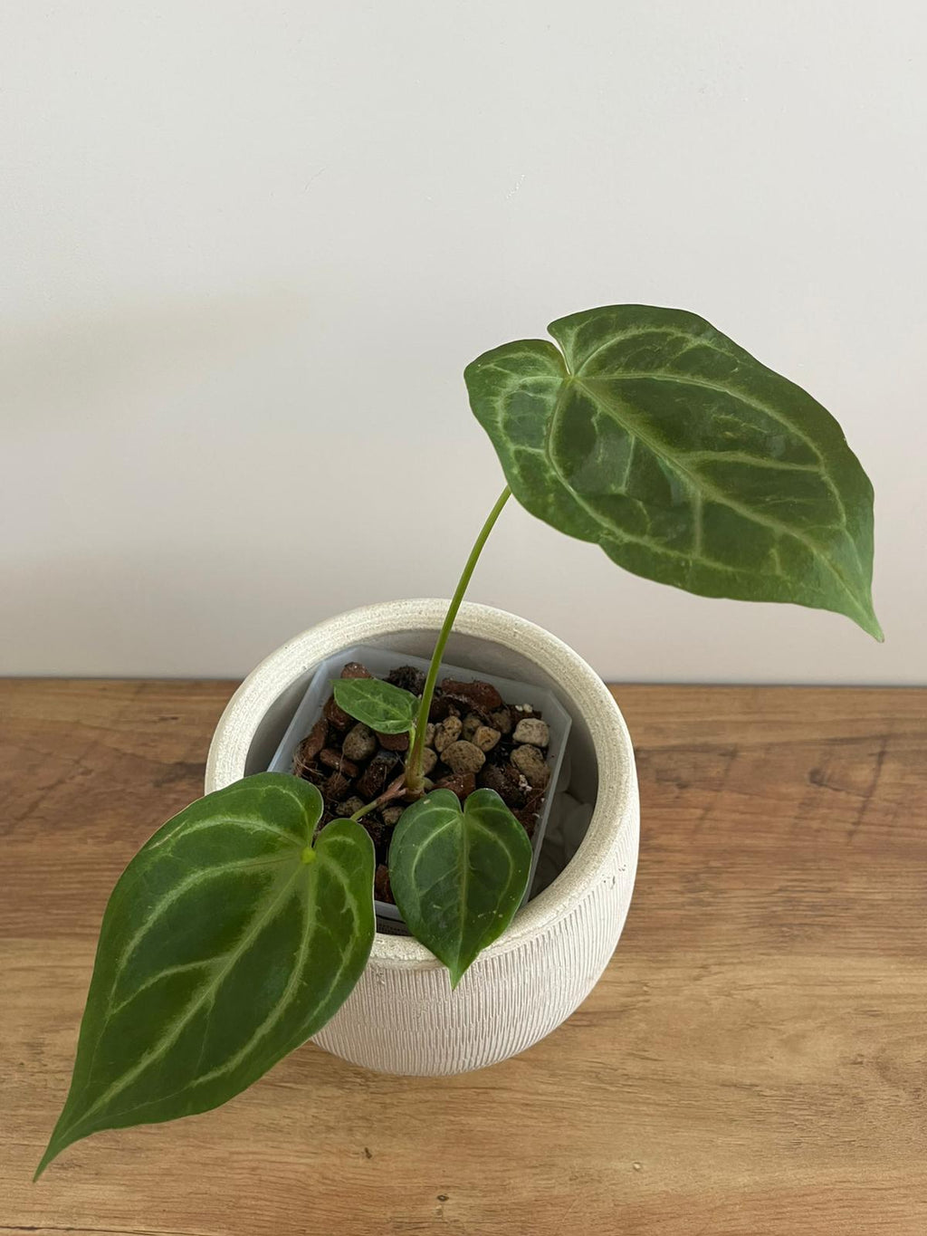 Anthurium Crystallinum #2