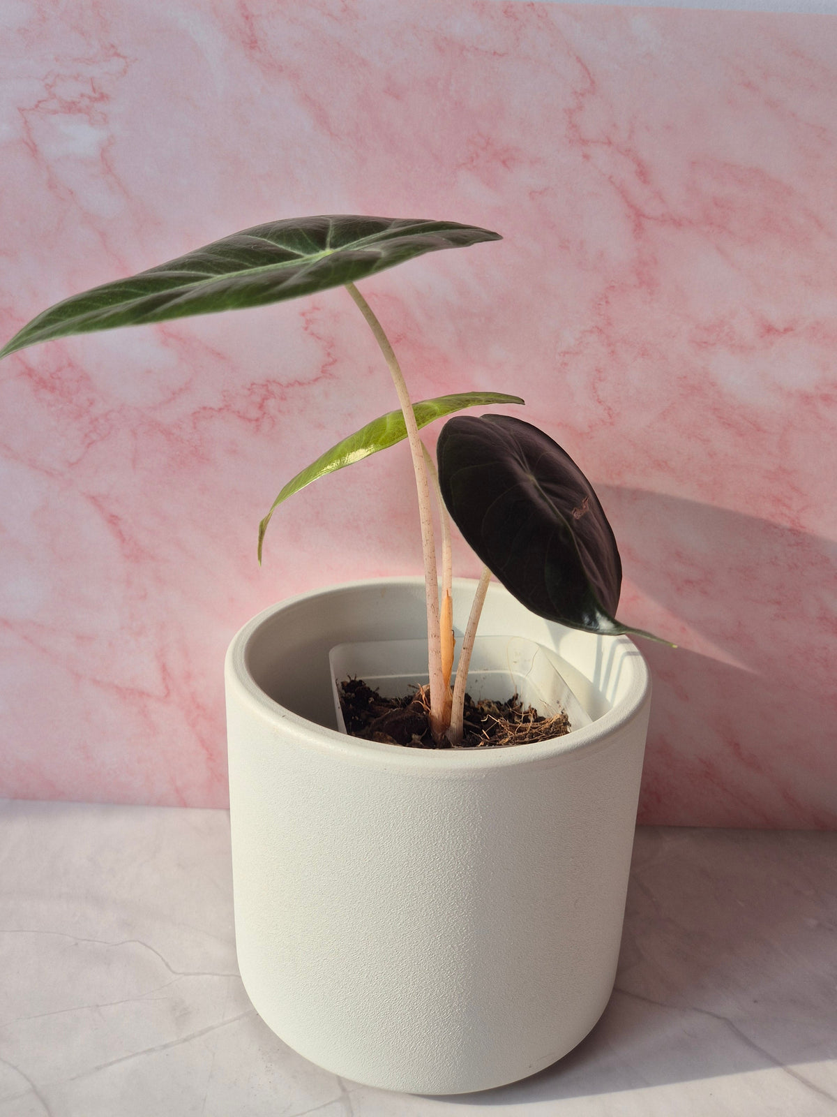 Alocasia Pink Dragon #8