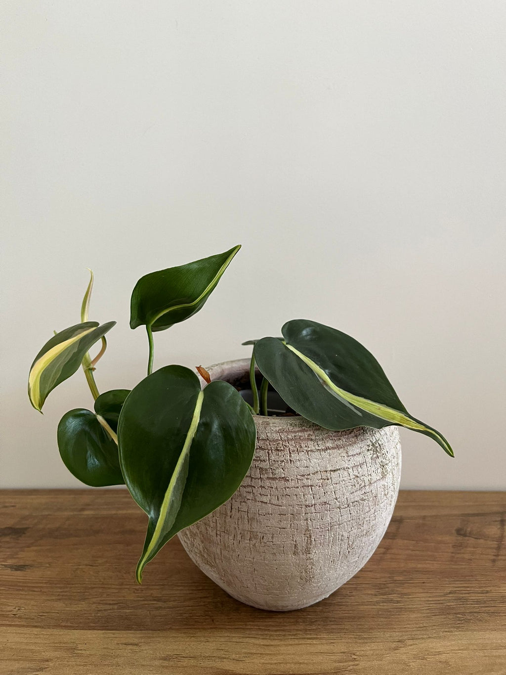 Philodendron Brasil Silver Stripe #2
