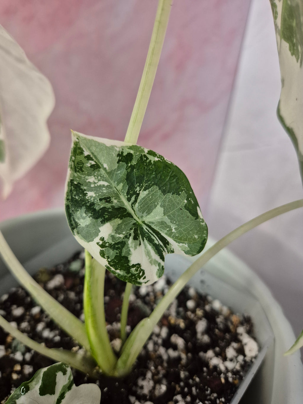 Alocasia Micholitziana Frydek Variegated #4