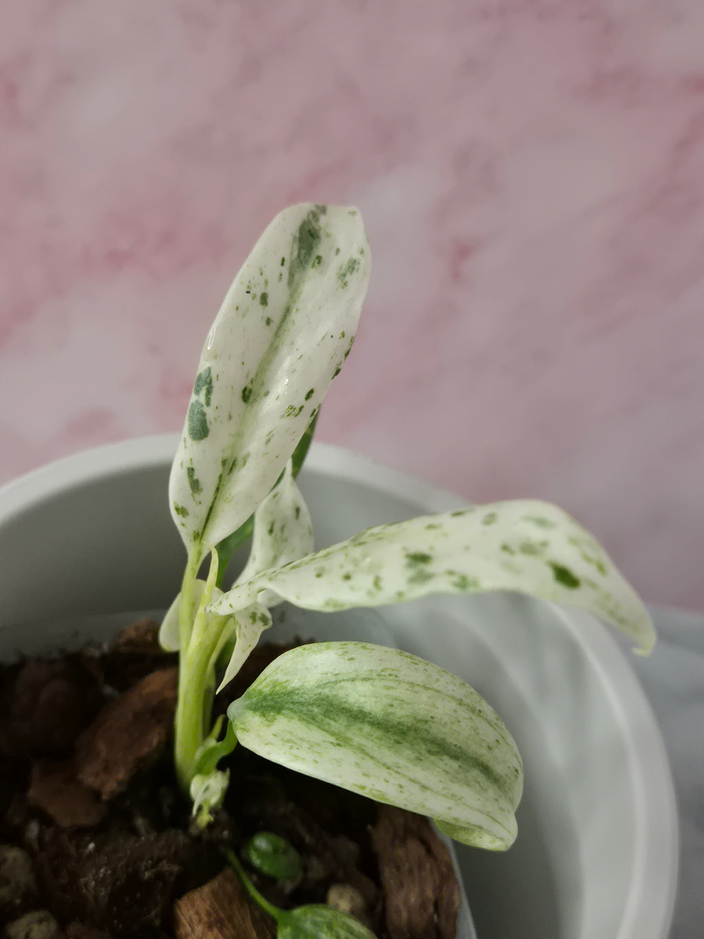 Rhaphidophora Puberula Variegata #3