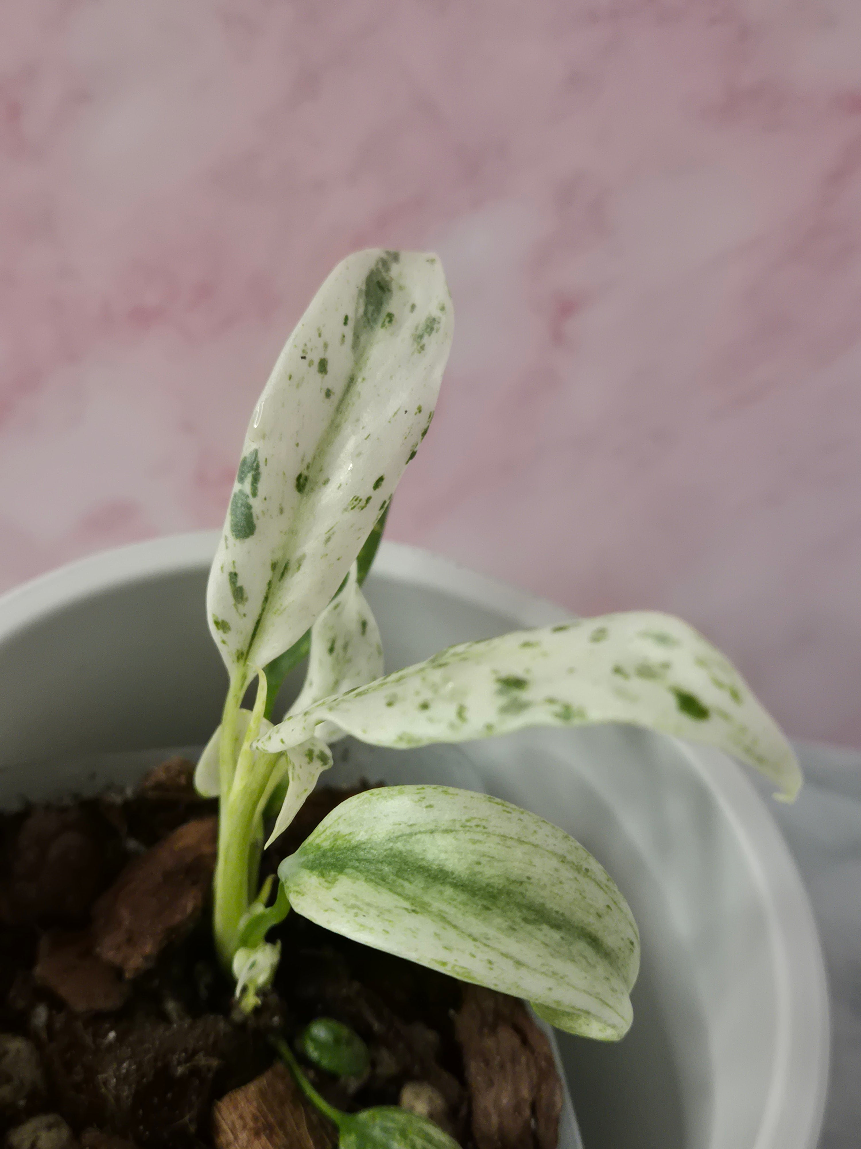 Rhaphidophora Puberula Variegata #3