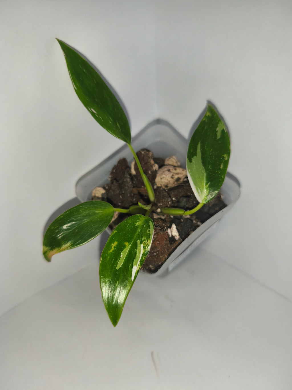 Philodendron White Princess #5