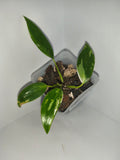 Philodendron White Princess #5