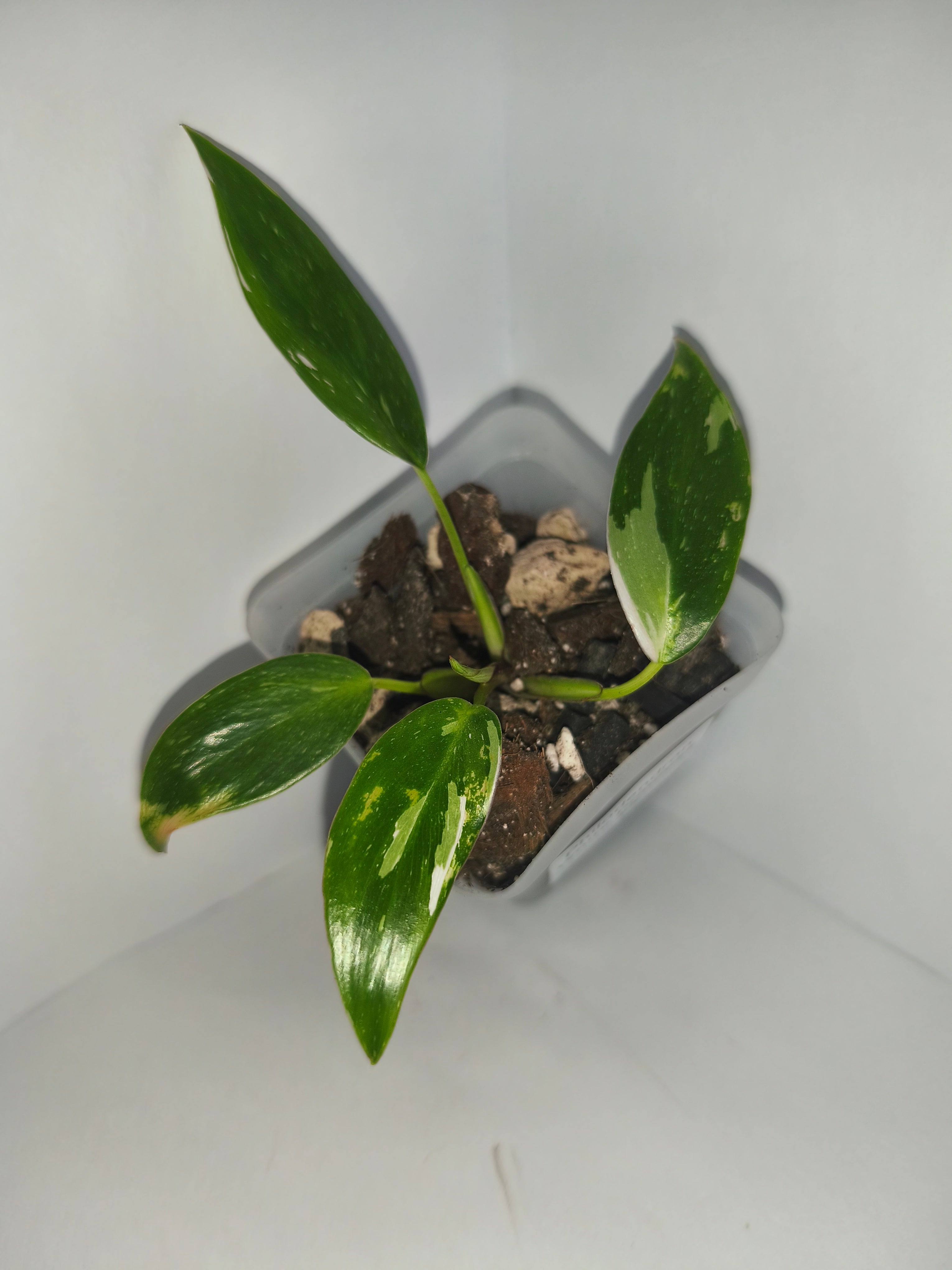 Philodendron White Princess #5