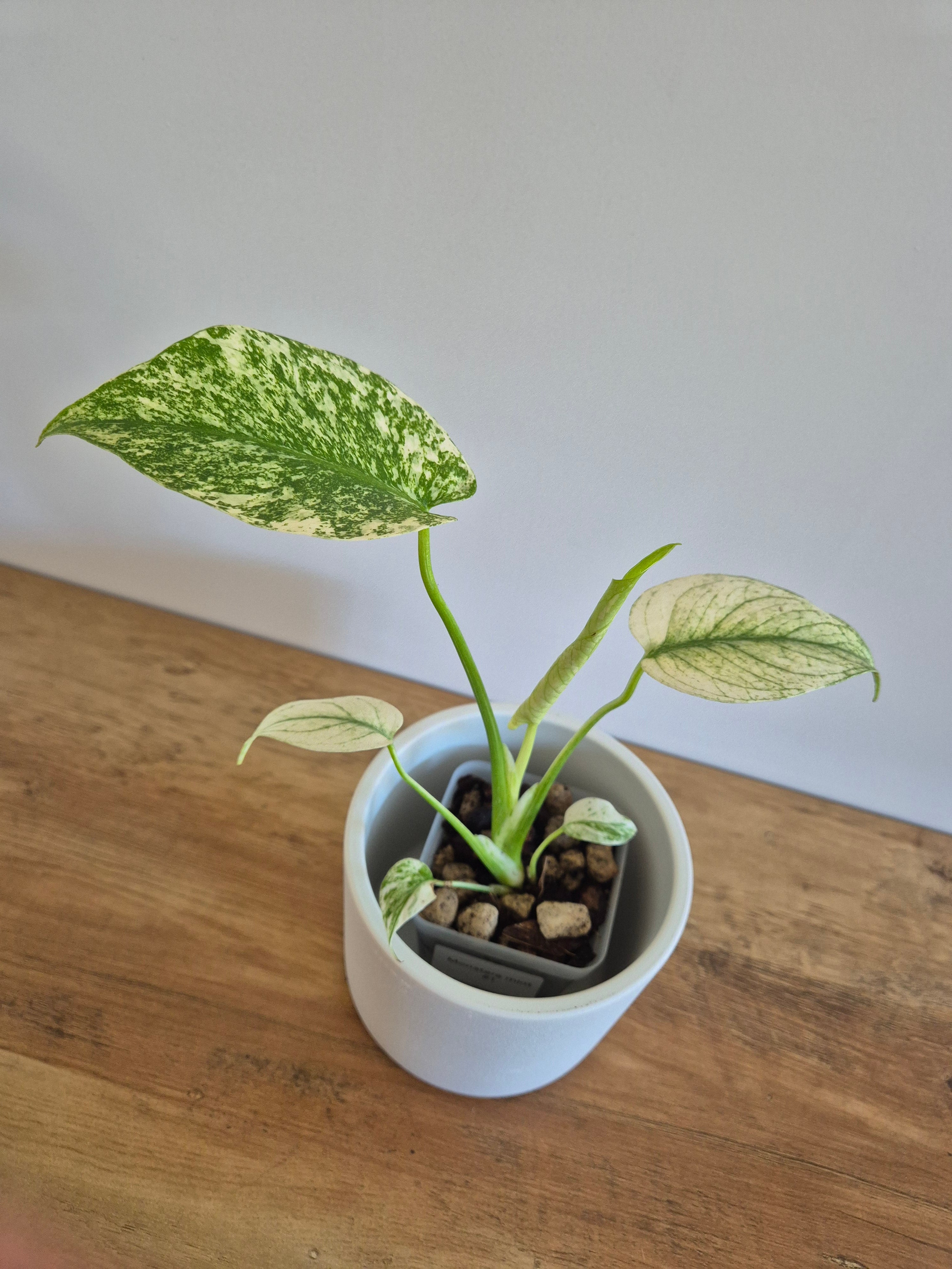 Monstera mint #1
