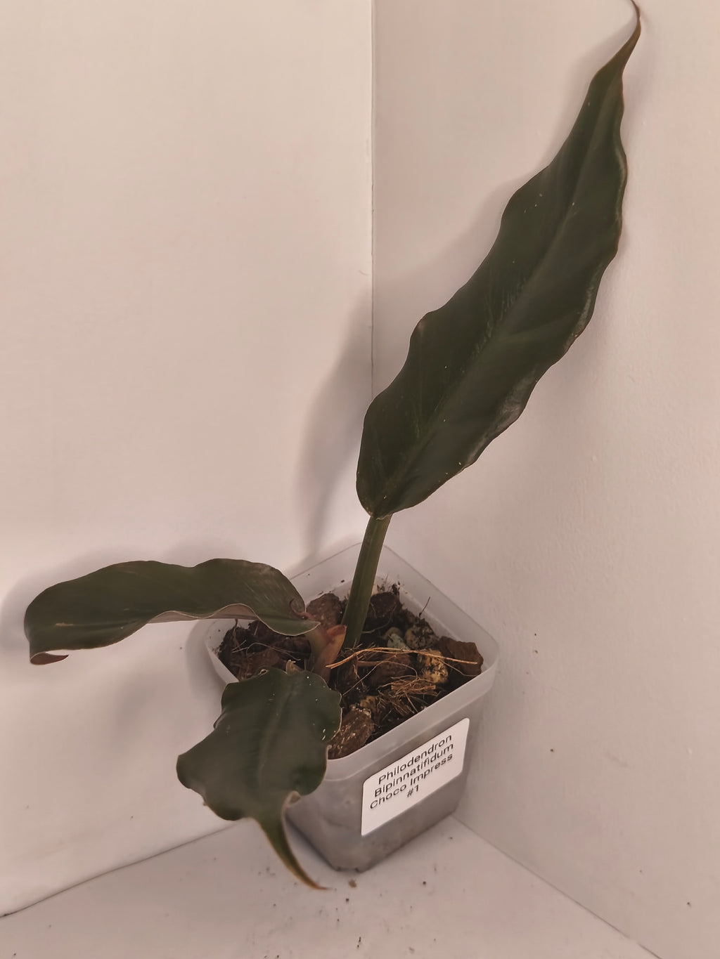 Philodendron Bipinnatifidum Choco Empress #1