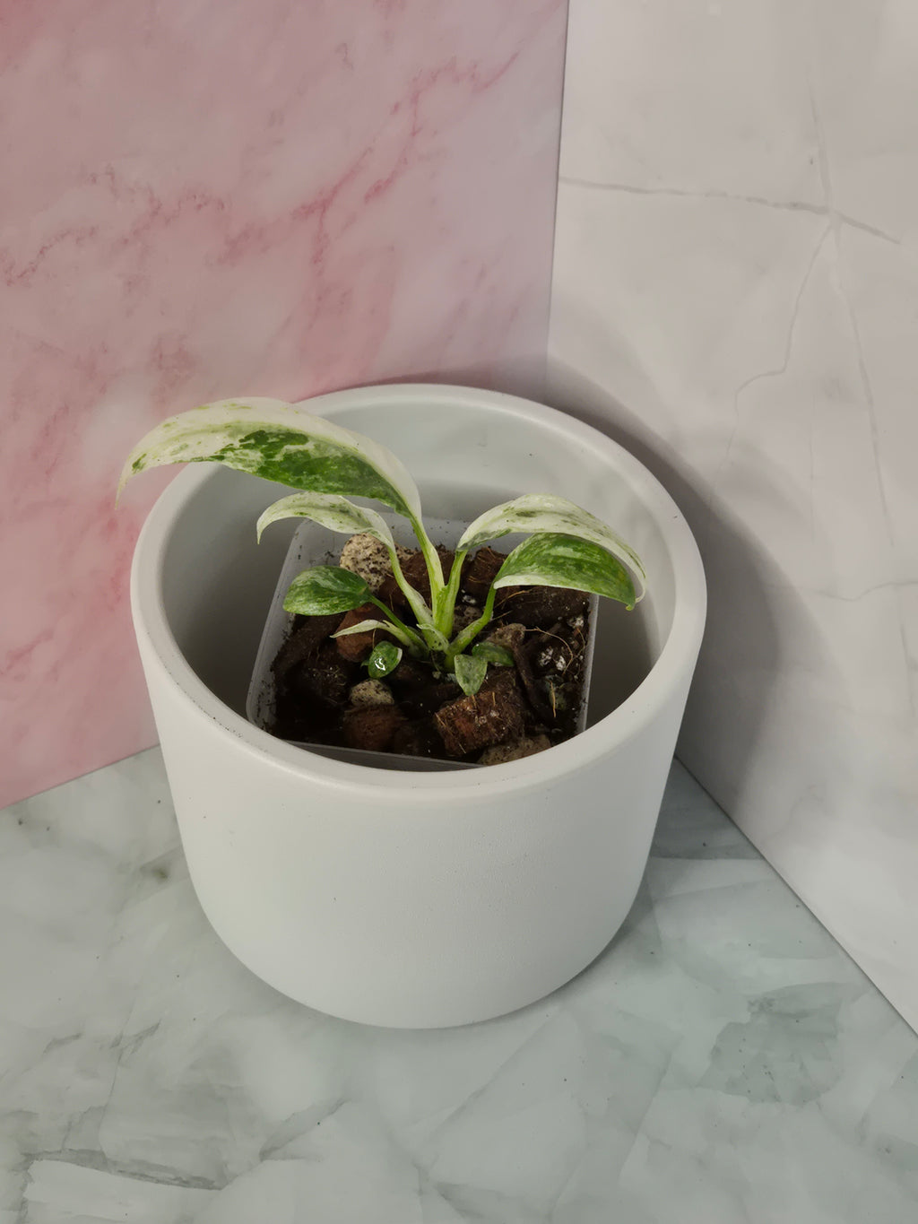 Rhaphidophora Puberula Variegata #4