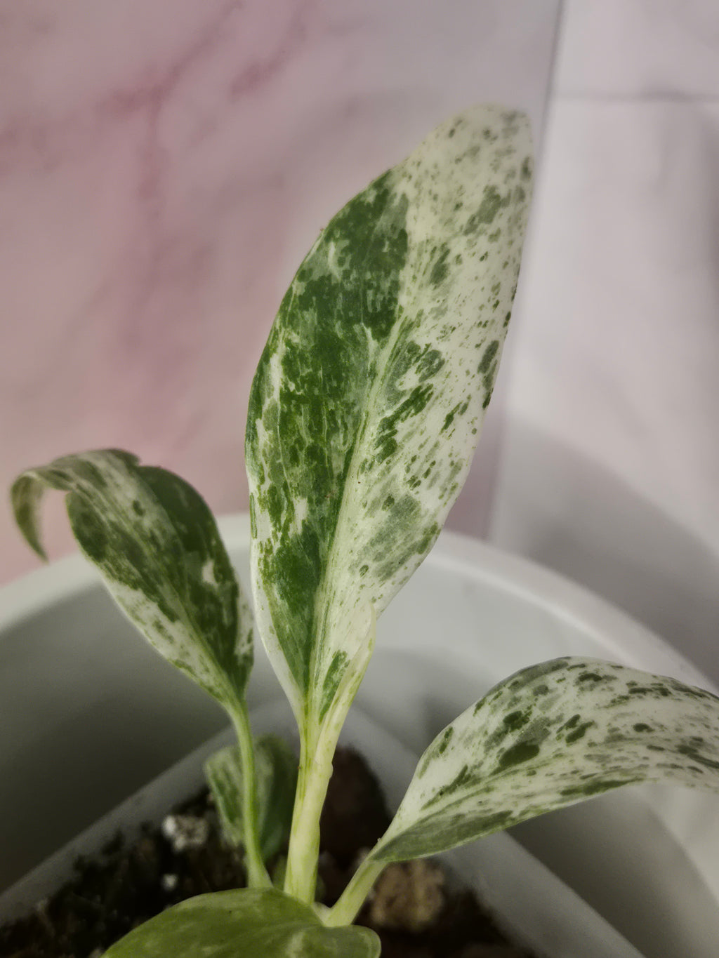 Rhaphidophora Puberula Variegata #14