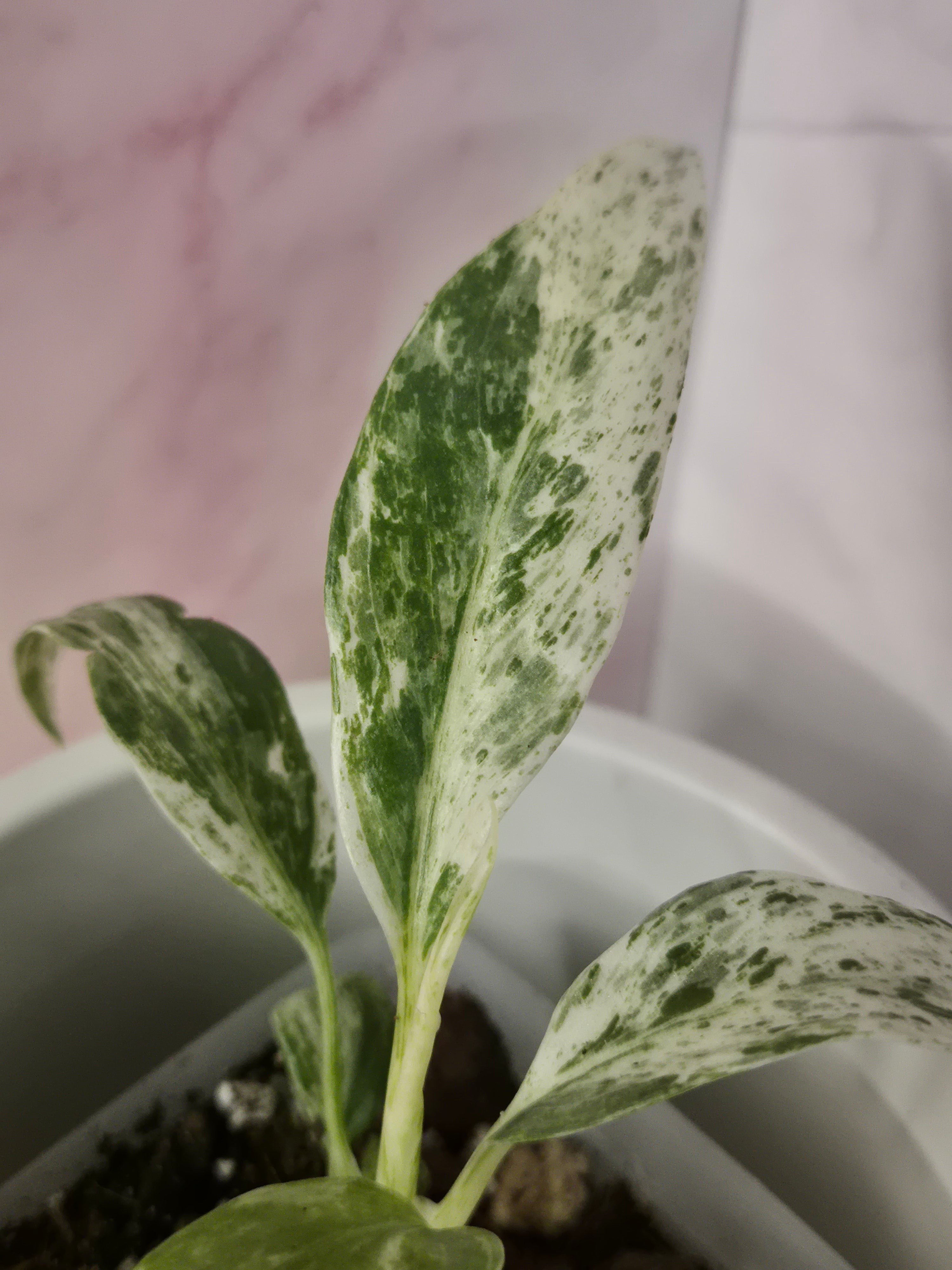 Rhaphidophora Puberula Variegata #14
