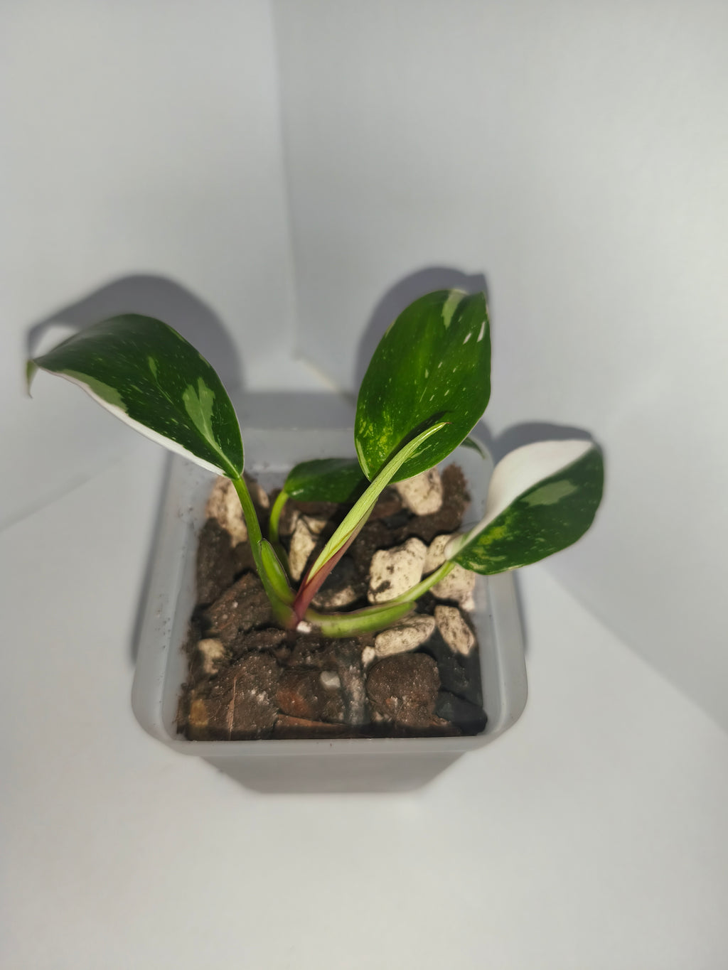 Philodendron White Princess #3