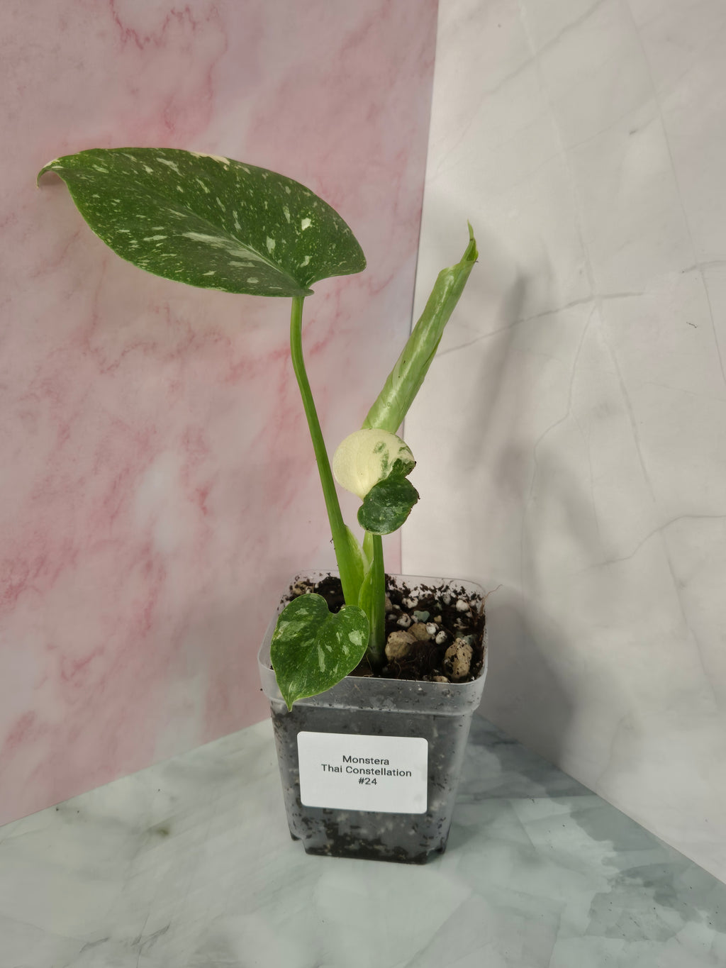 Monstera Thai Constellation #24