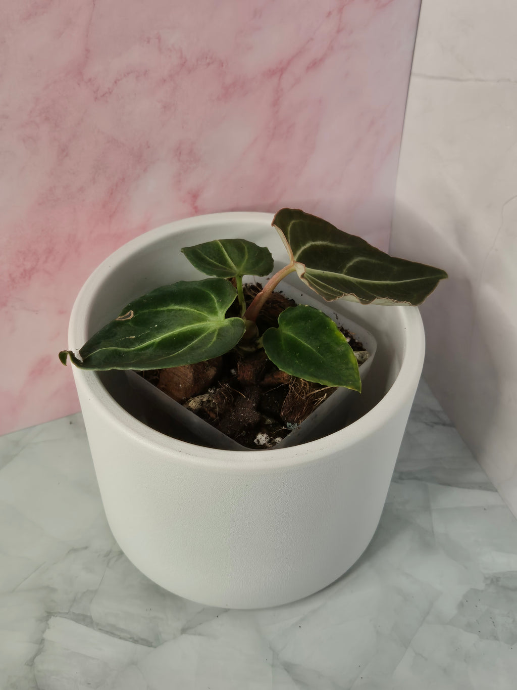 Anthurium Regale #19