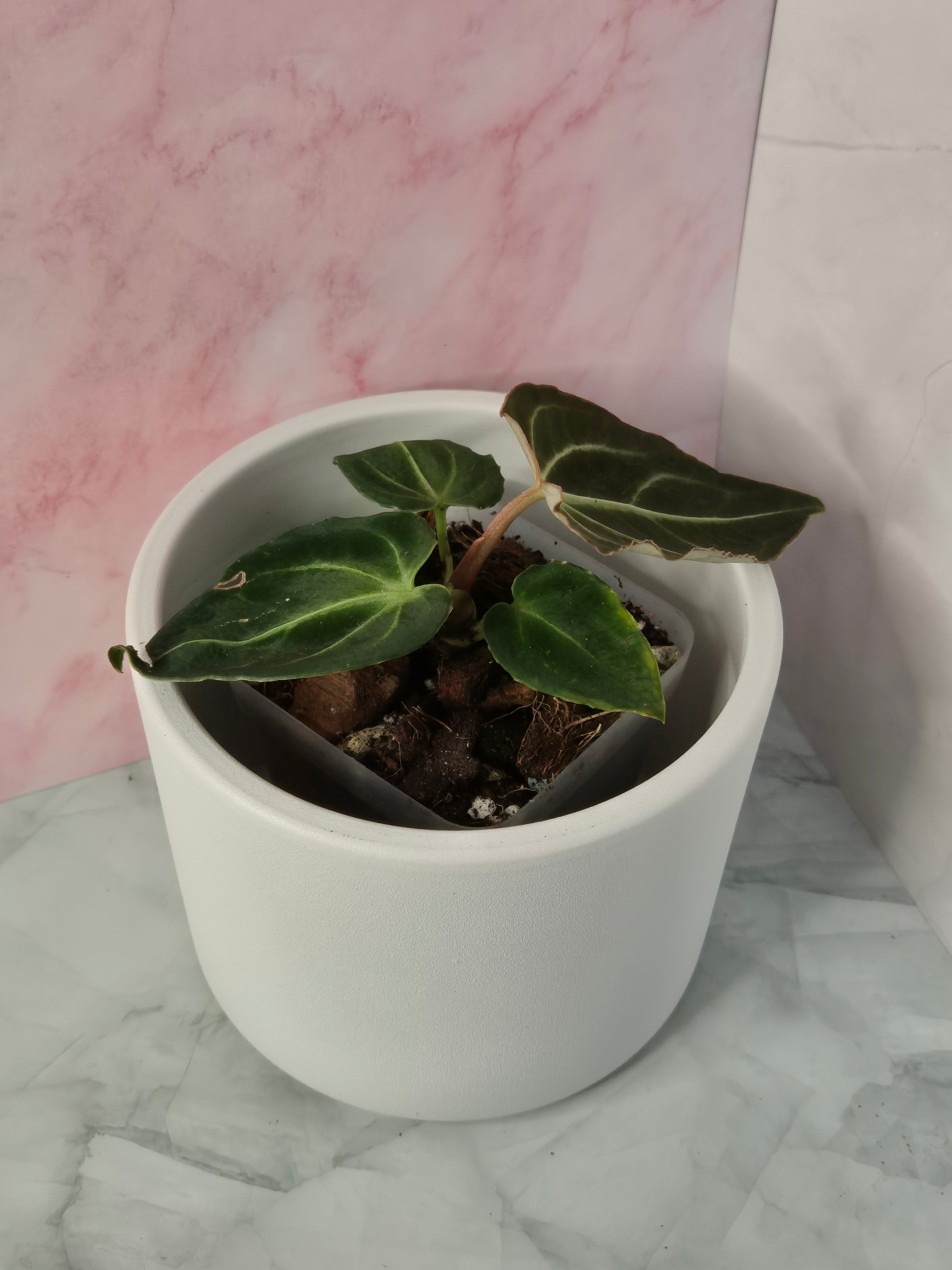 Anthurium Regale #19