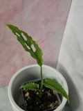 Monstera Obliqua Peru #4