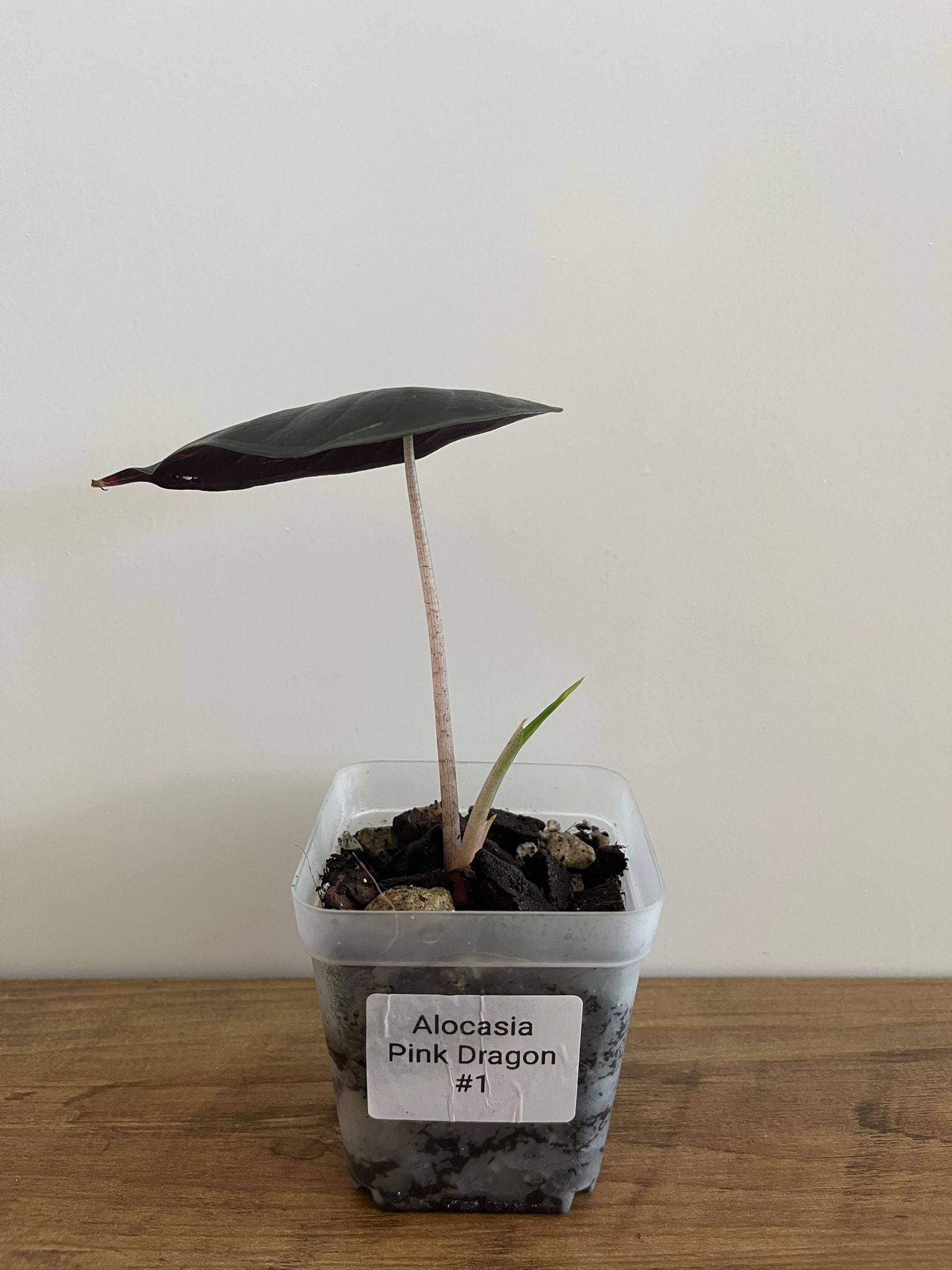 Alocasia Pink Dragon #1