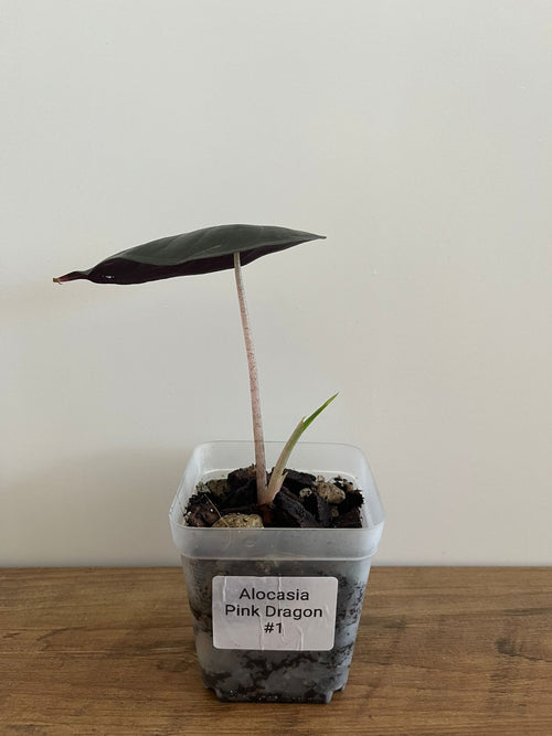 Alocasia Pink Dragon #1