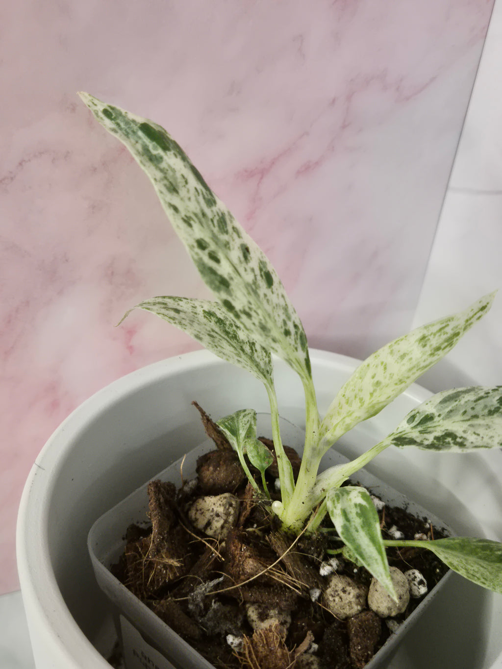 Rhaphidophora Puberula Variegata #12