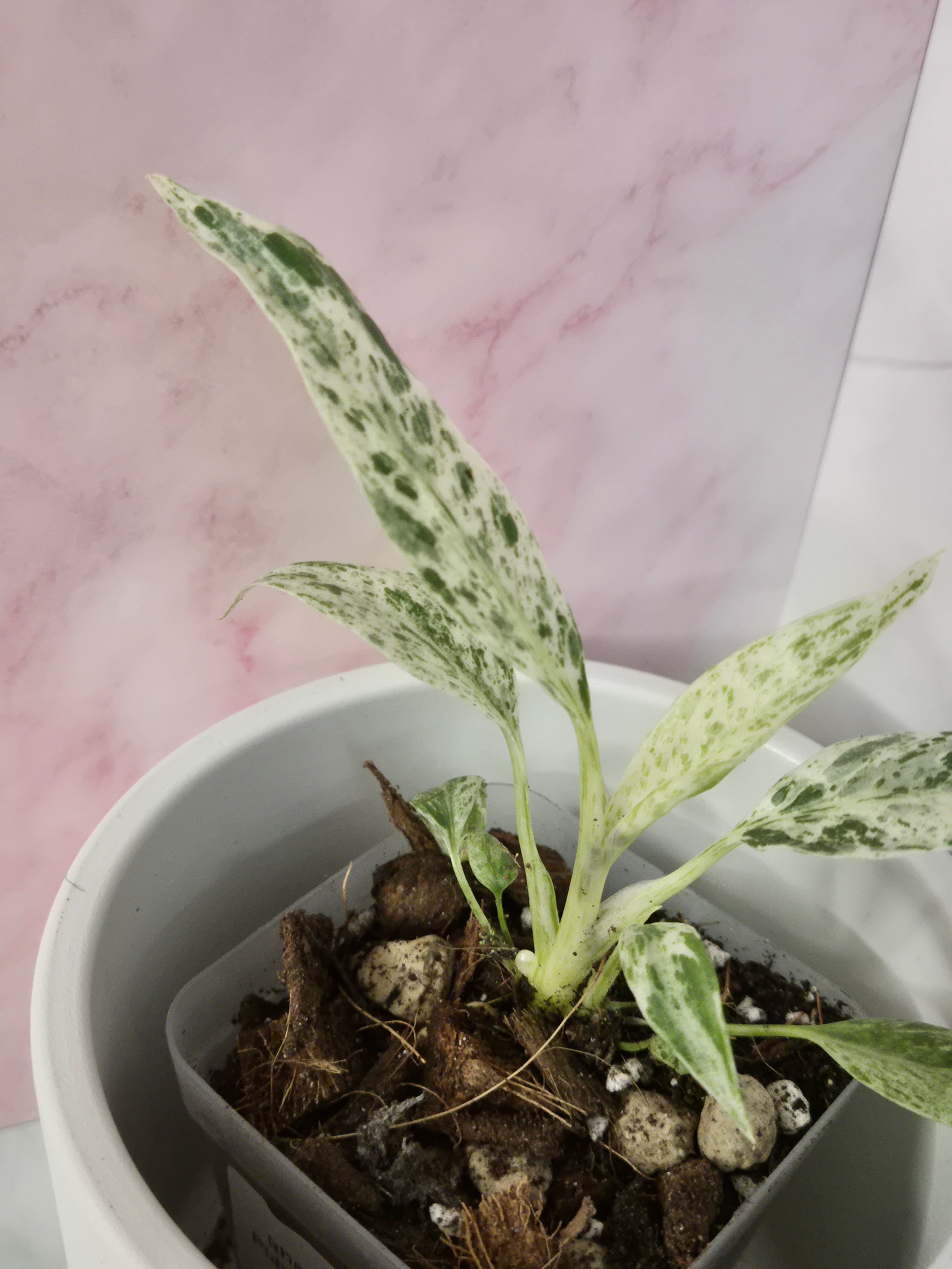 Rhaphidophora Puberula Variegata #12