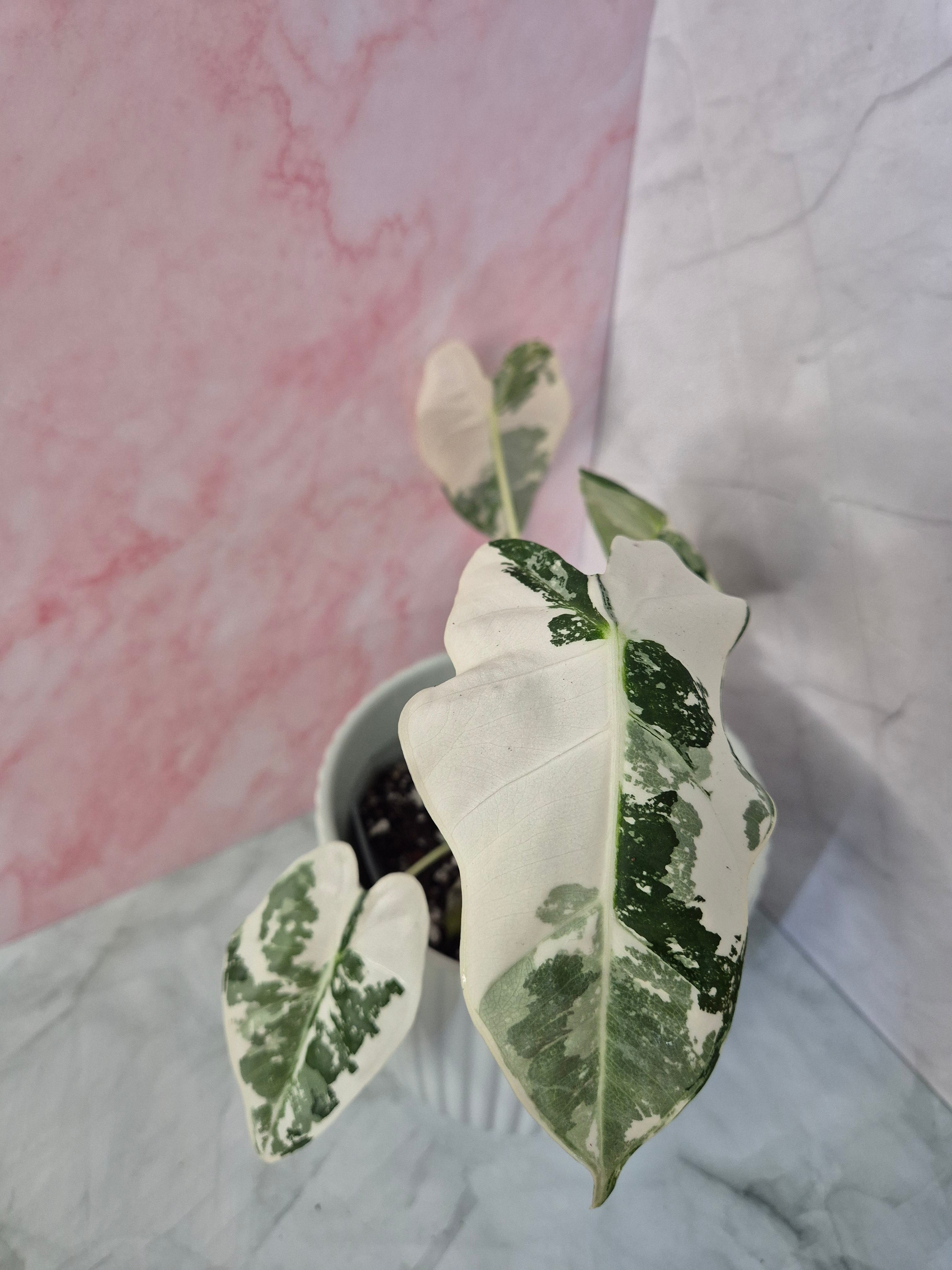 Alocasia Micholitziana Frydek Variegated #3