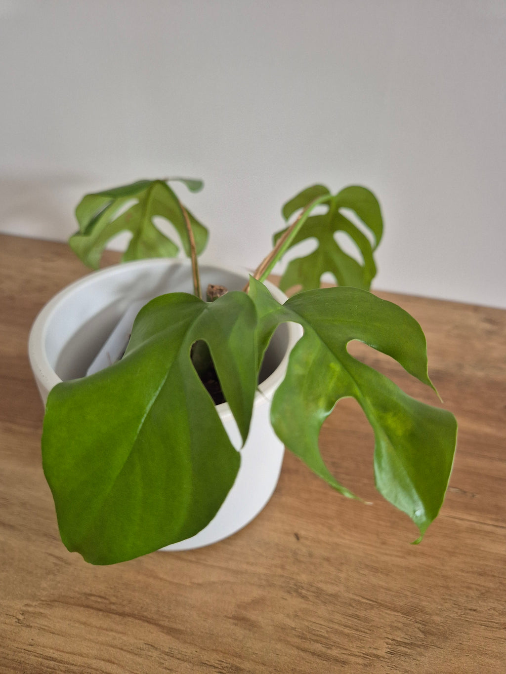 Monstera Minima #3 (Rhaphidophora Tetrasperma)