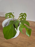 Monstera Minima #3 (Rhaphidophora Tetrasperma)