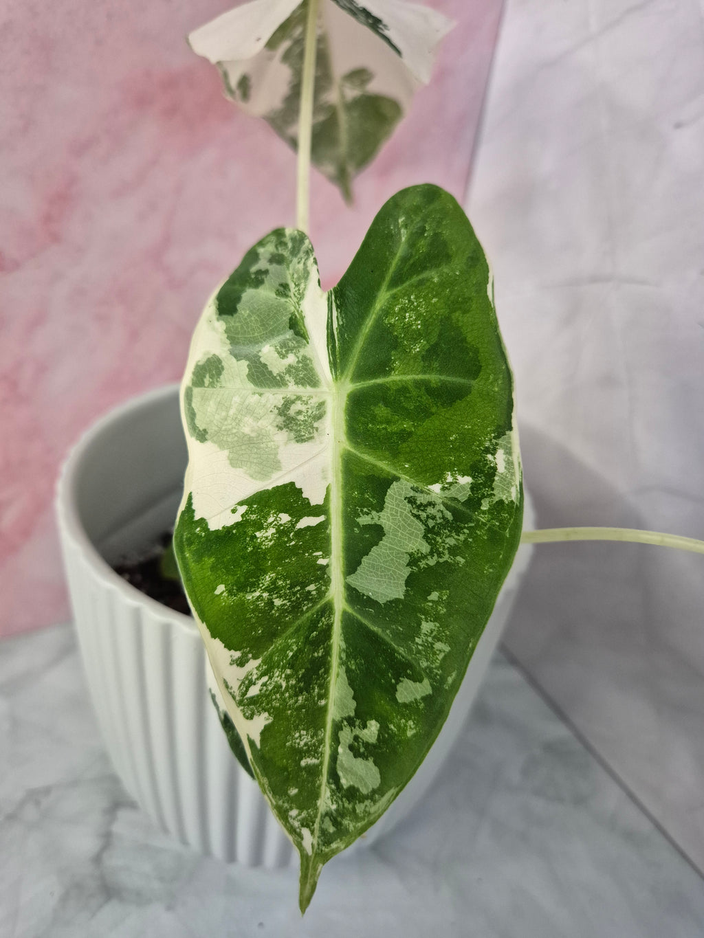 Alocasia Micholitziana Frydek Variegated #3