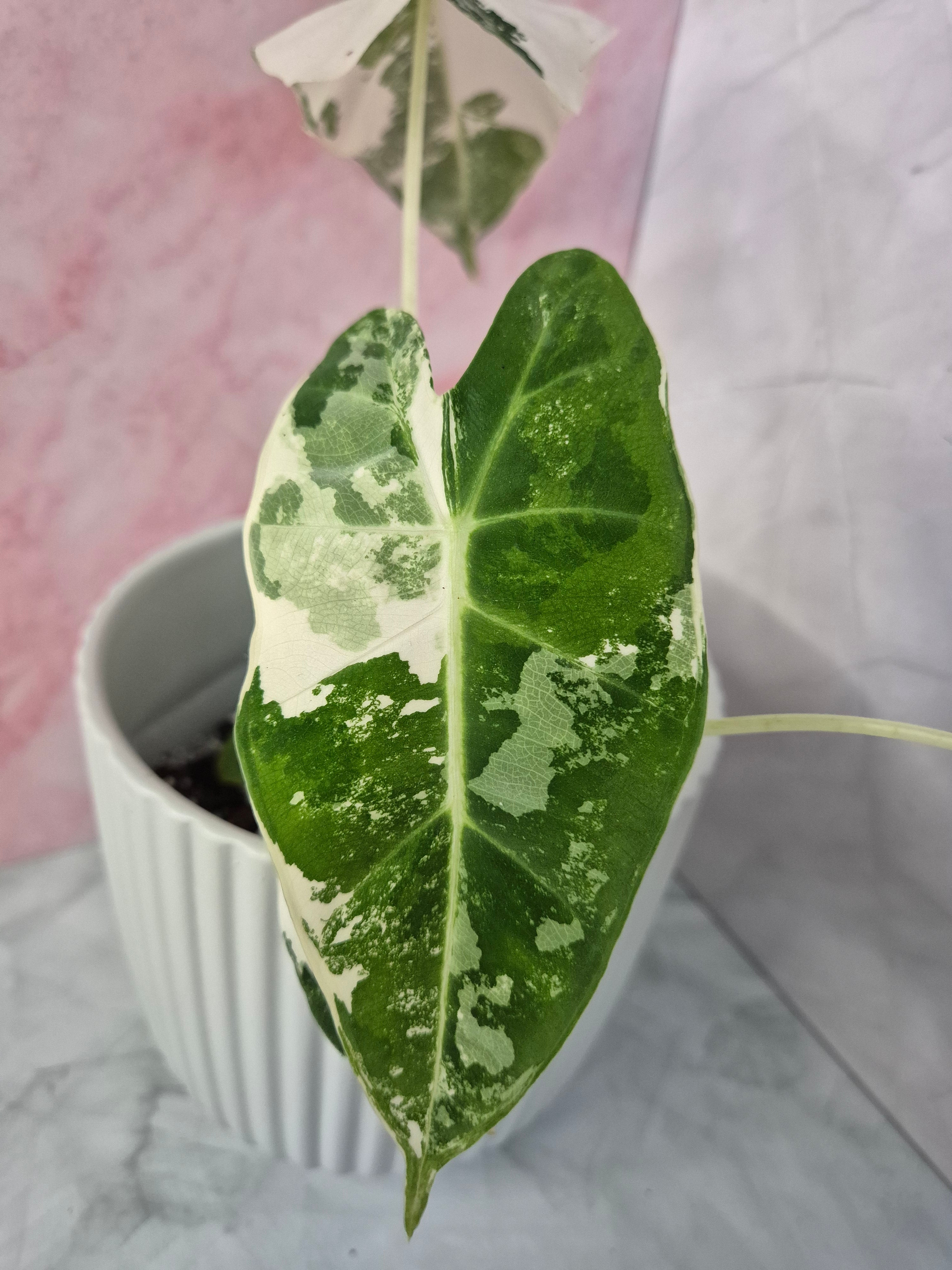 Alocasia Micholitziana Frydek Variegated #3