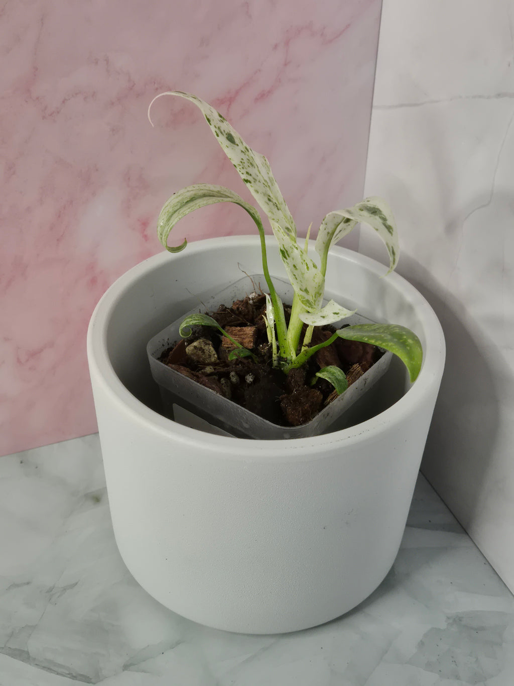 Rhaphidophora Puberula Variegata #3