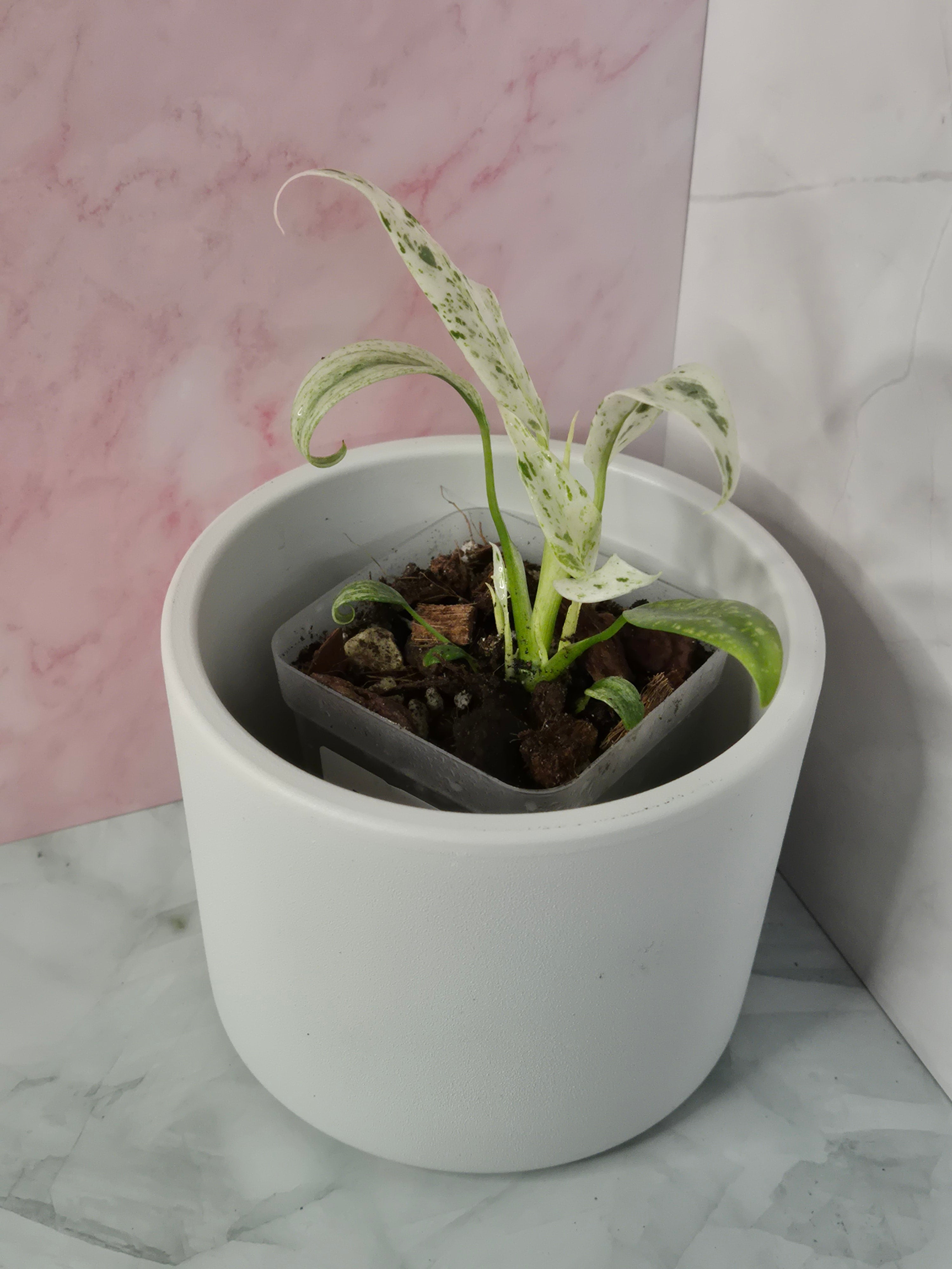 Rhaphidophora Puberula Variegata #3