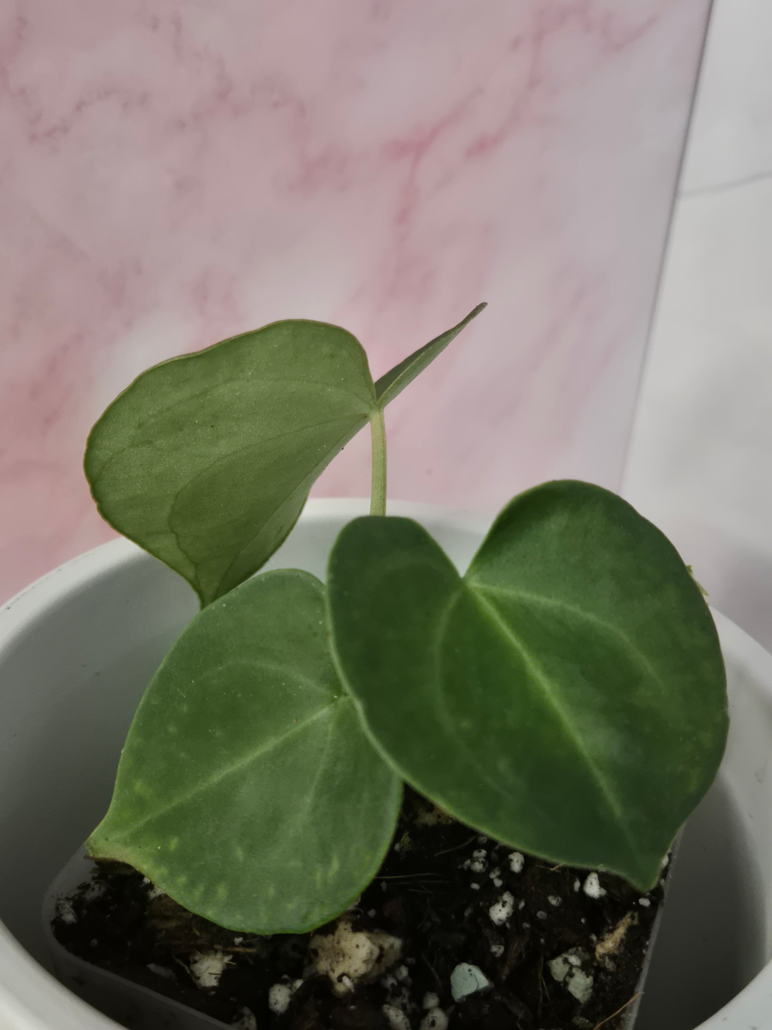 Anthurium Clarinervium #4