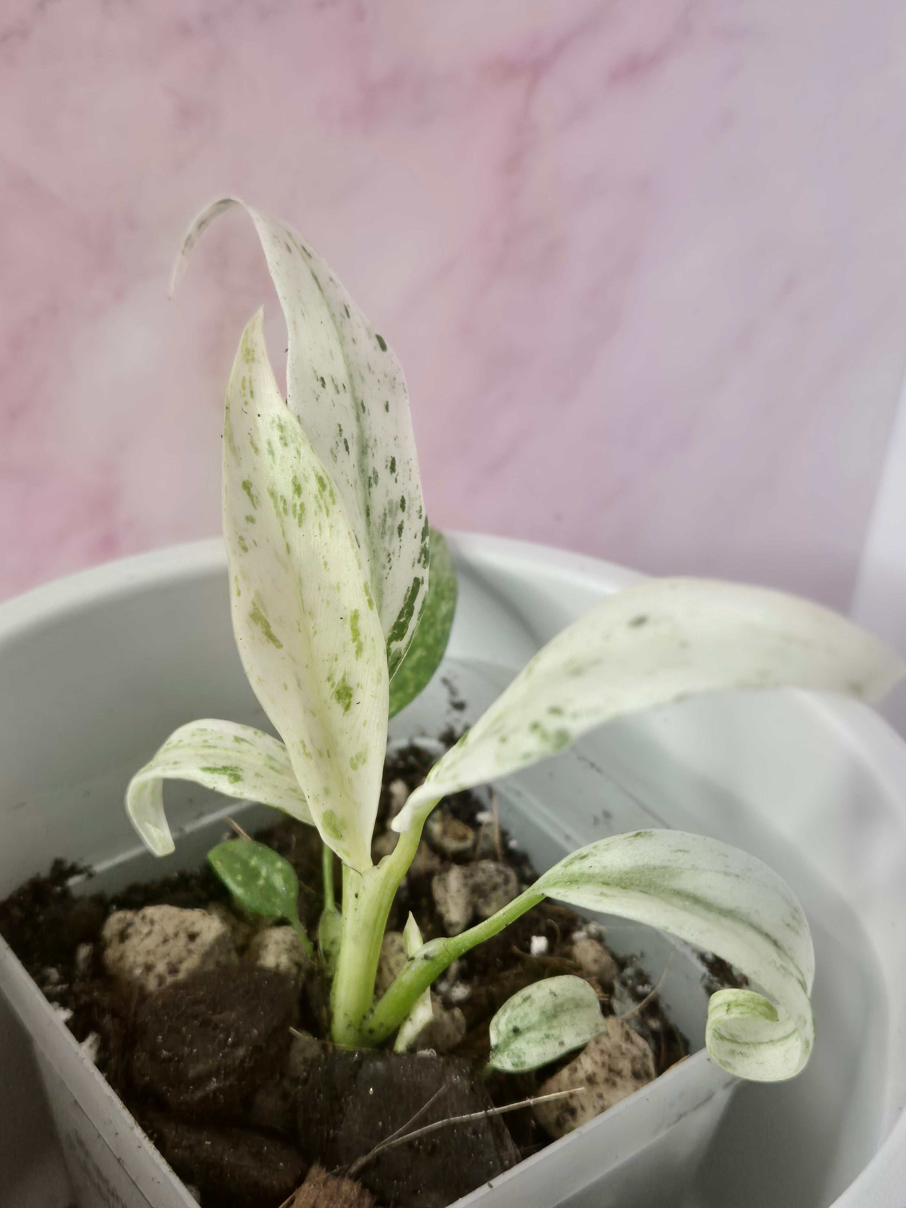 Rhaphidophora Puberula Variegata #6