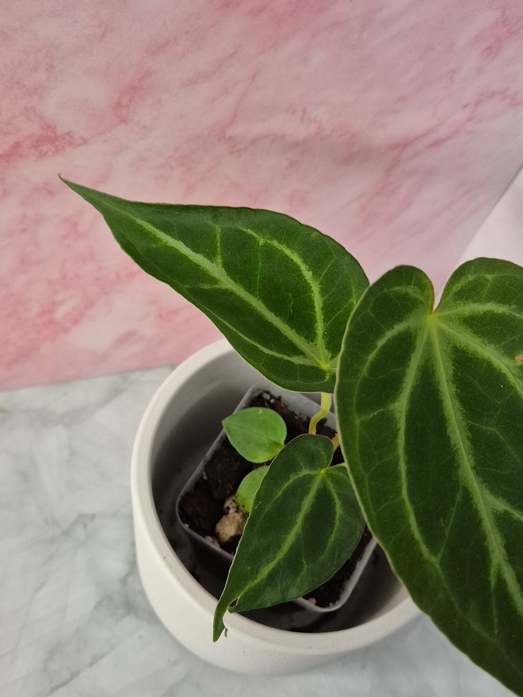 Anthurium Magnificum #5