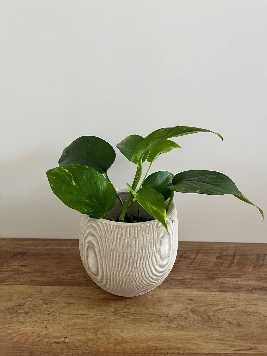 Epipremnum aureum #1