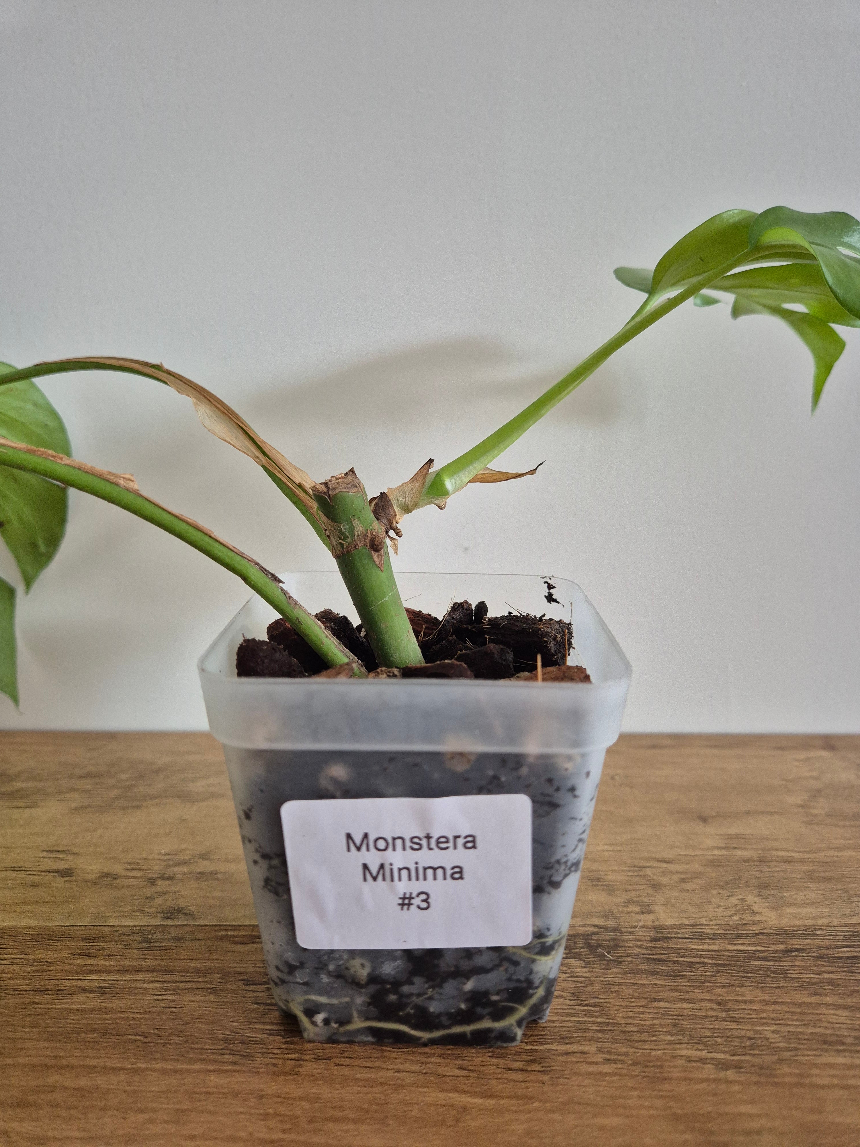 Monstera Minima #3 (Rhaphidophora Tetrasperma)