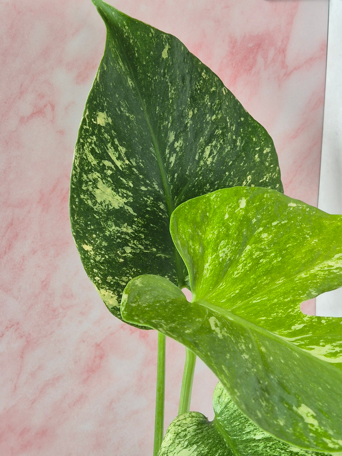 Monstera Mint #5