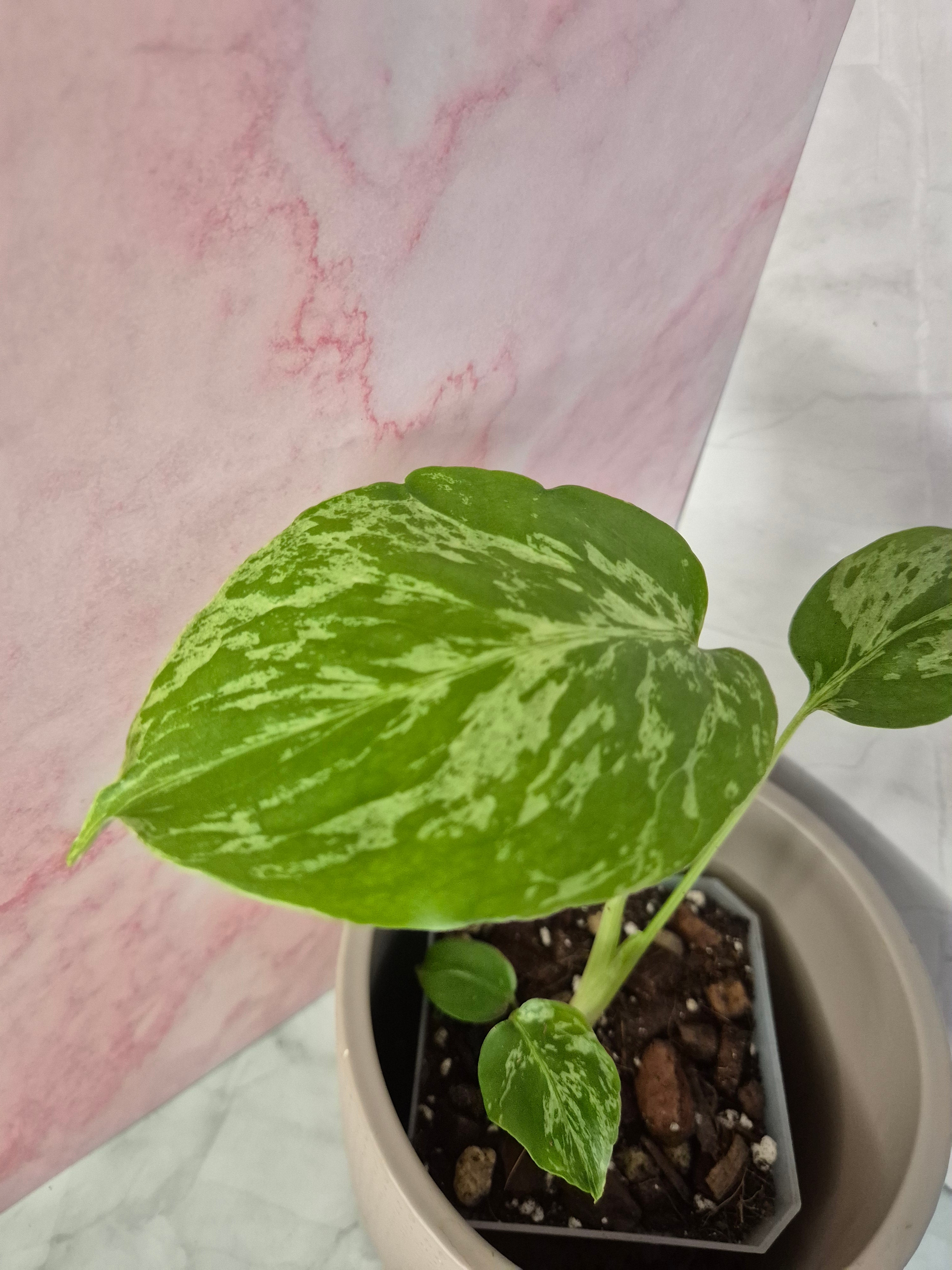 Monstera Deliciosa Bulbasaur #1