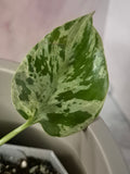 Monstera Deliciosa Bulbasaur #3