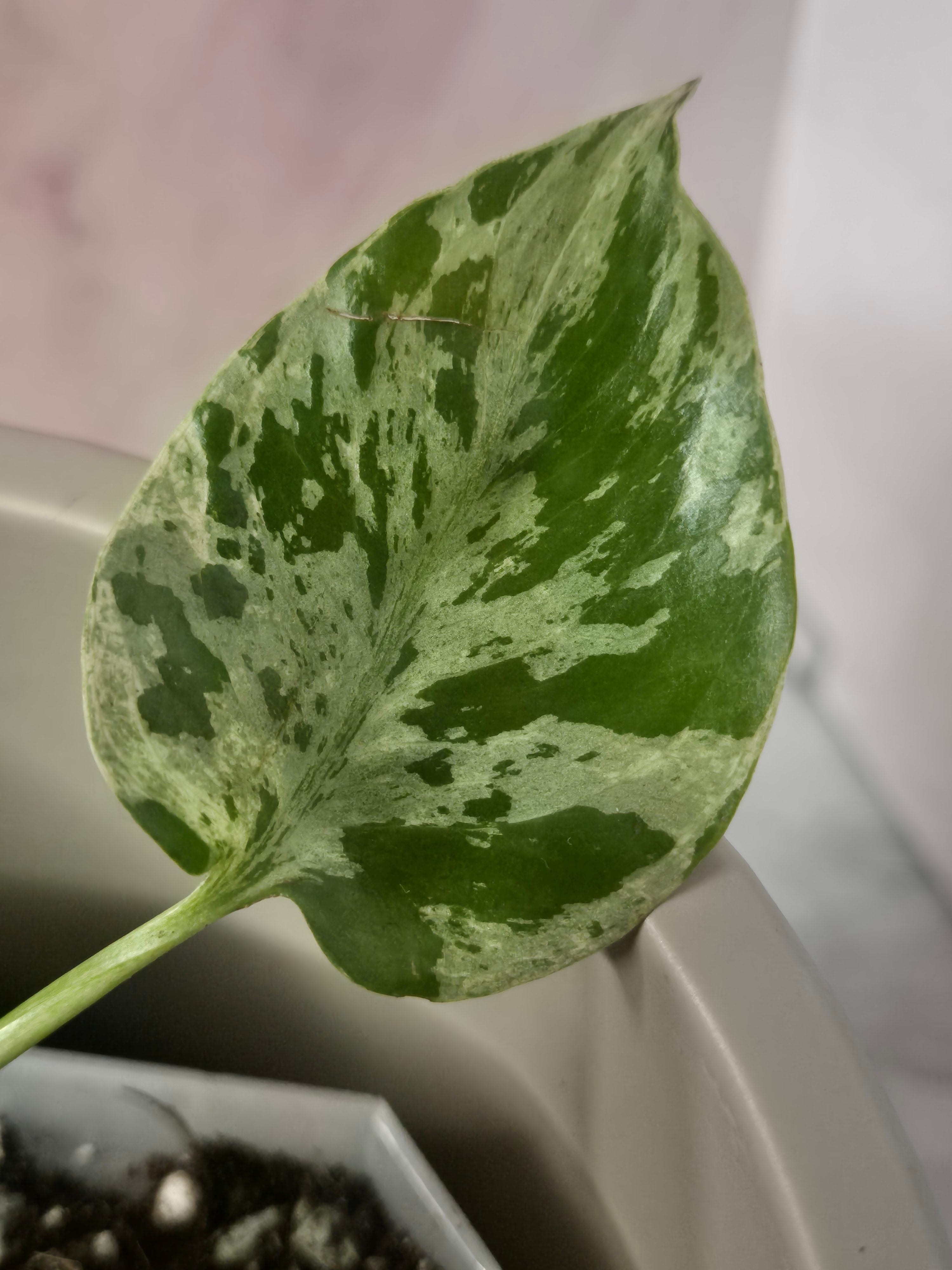 Monstera Deliciosa Bulbasaur #3