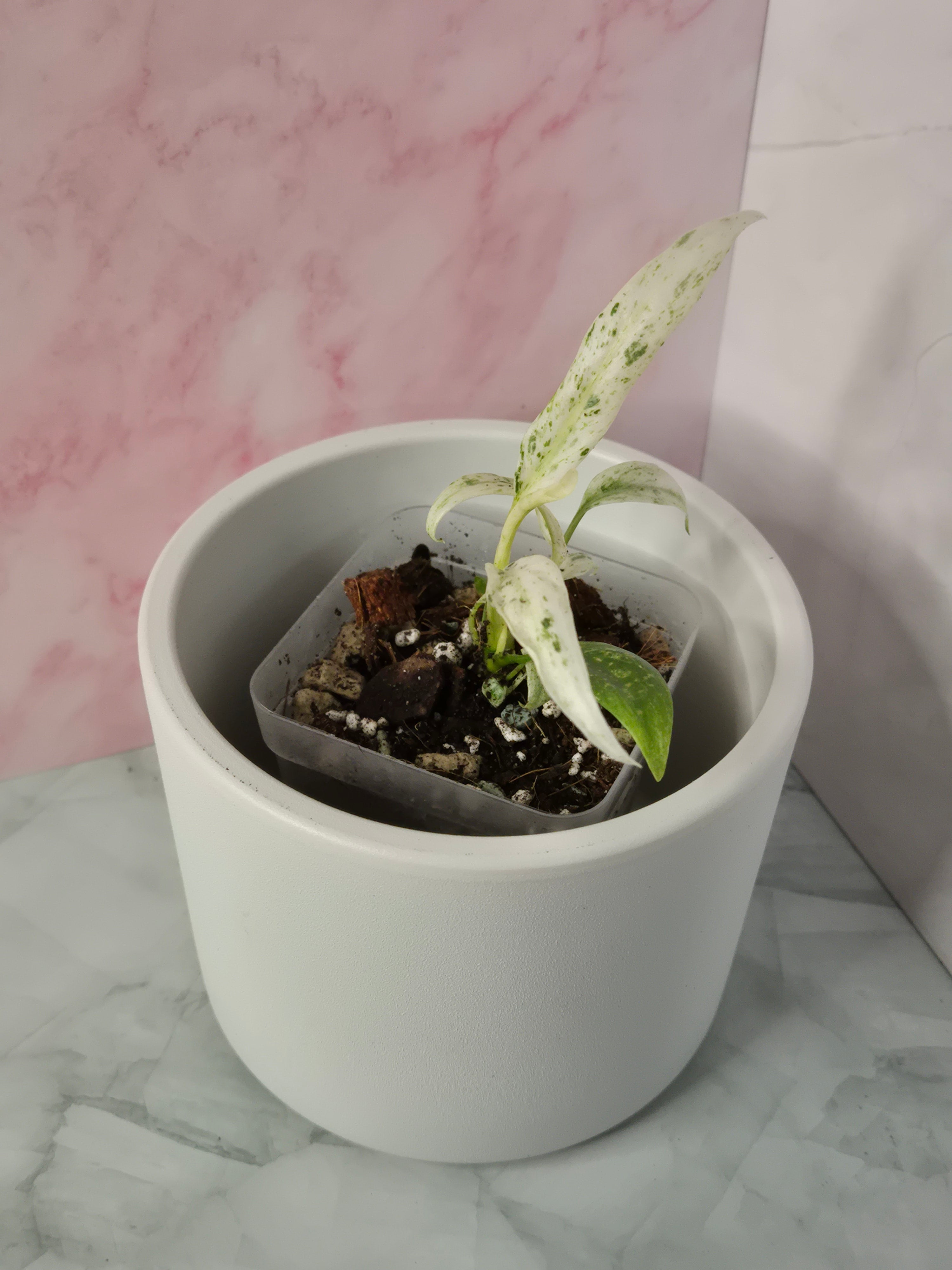 Rhaphidophora Puberula Variegata #9