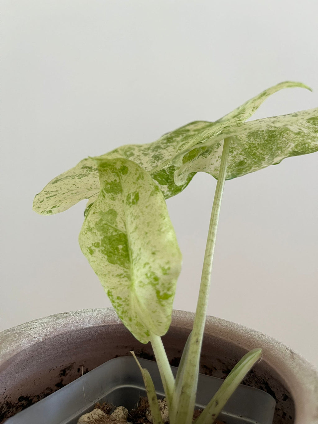 Alocasia Macrorrhiza Splash #8