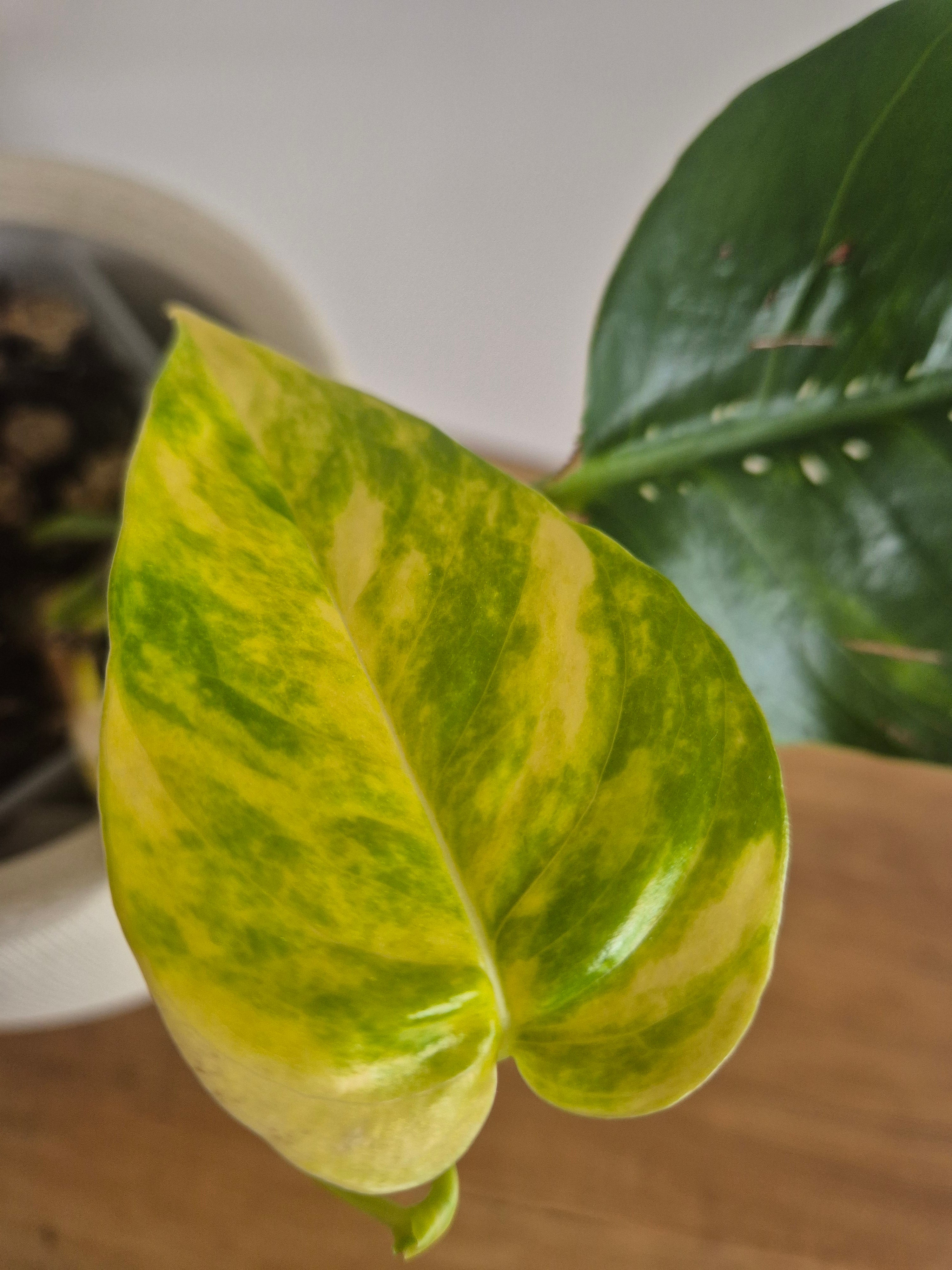 Epipremnum Pinnatum Cintho Goldfinger #1
