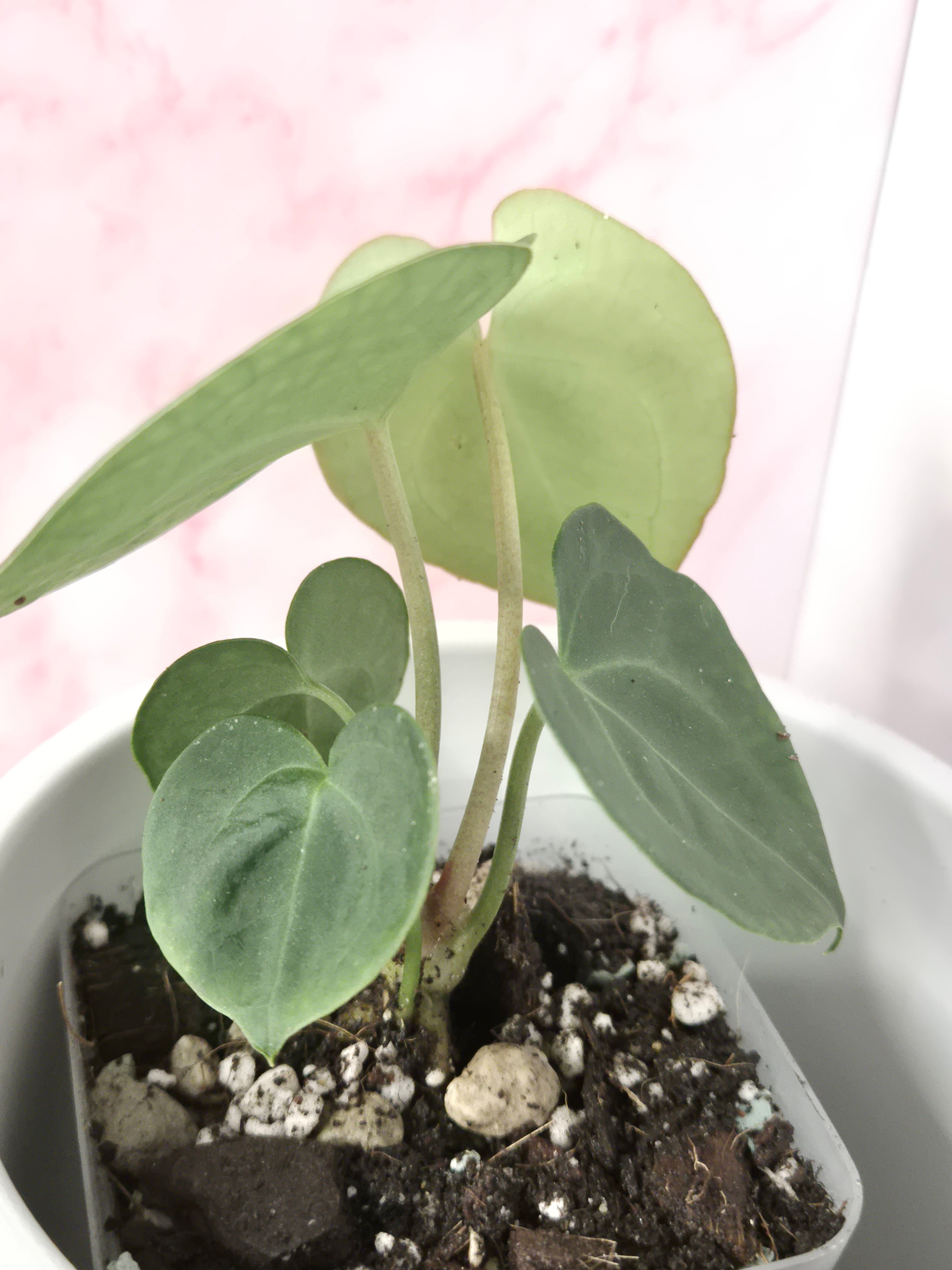 Anthurium Clarinervium #5