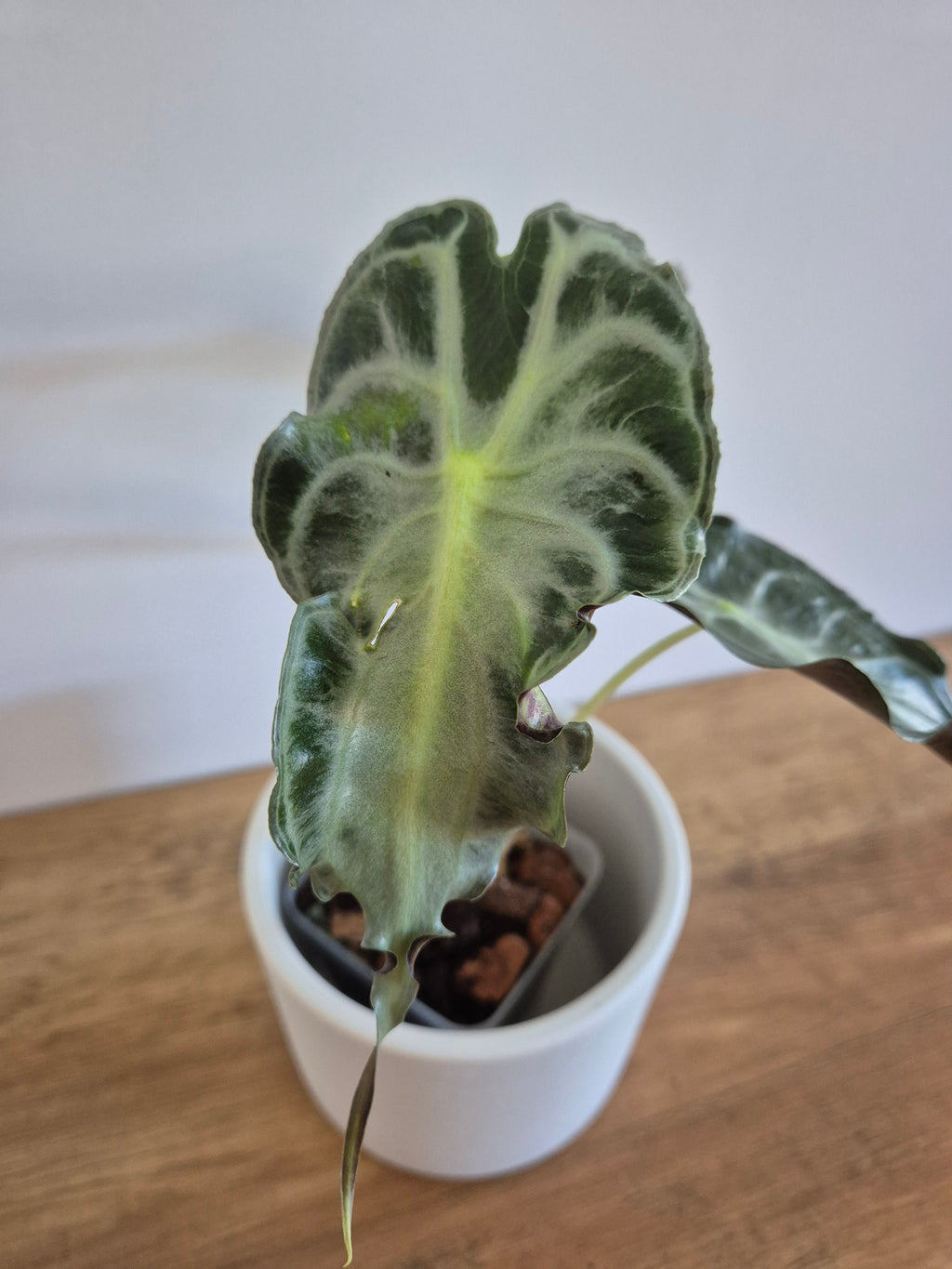 Alocasia Venom #1