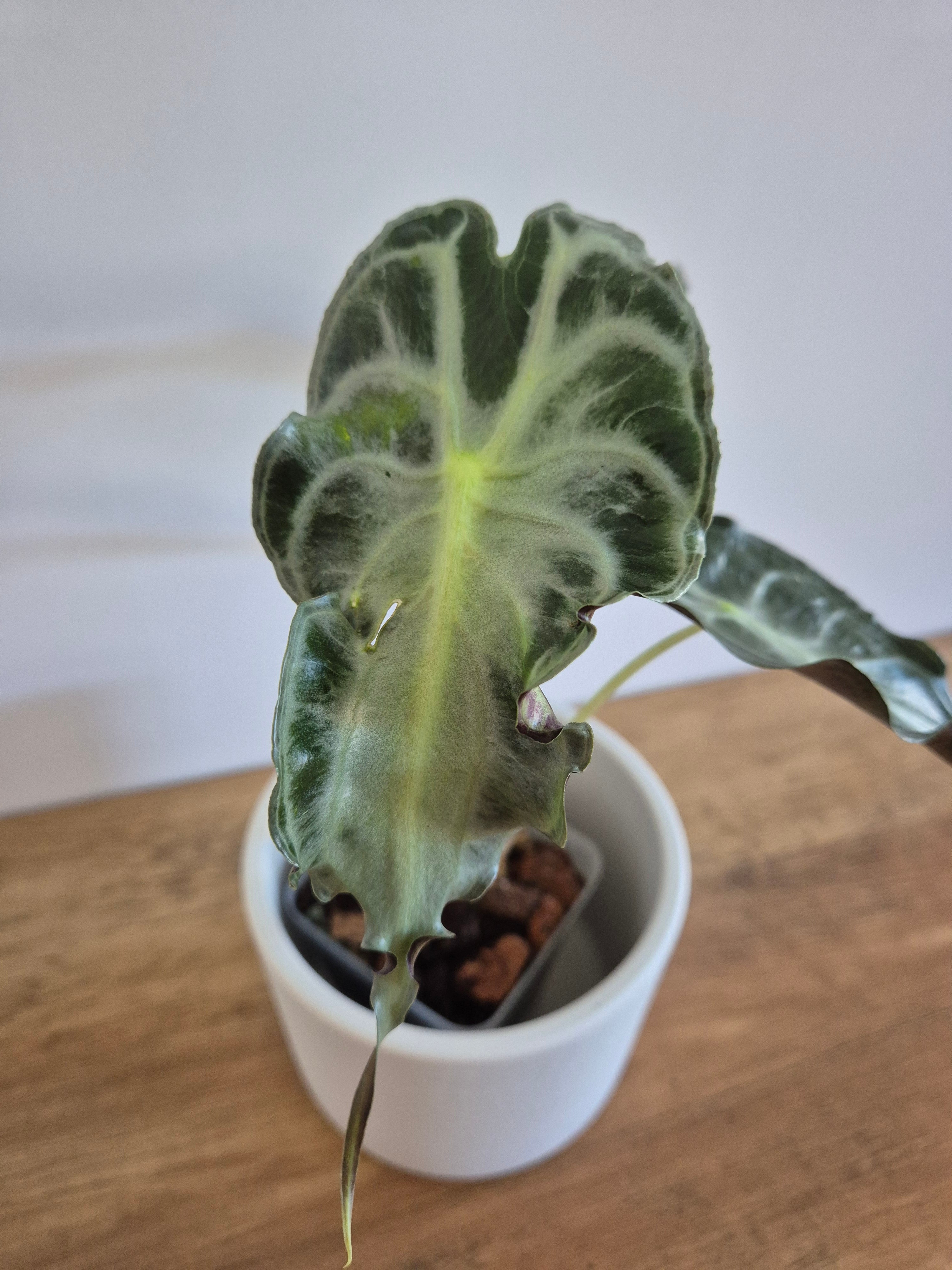 Alocasia Venom #1