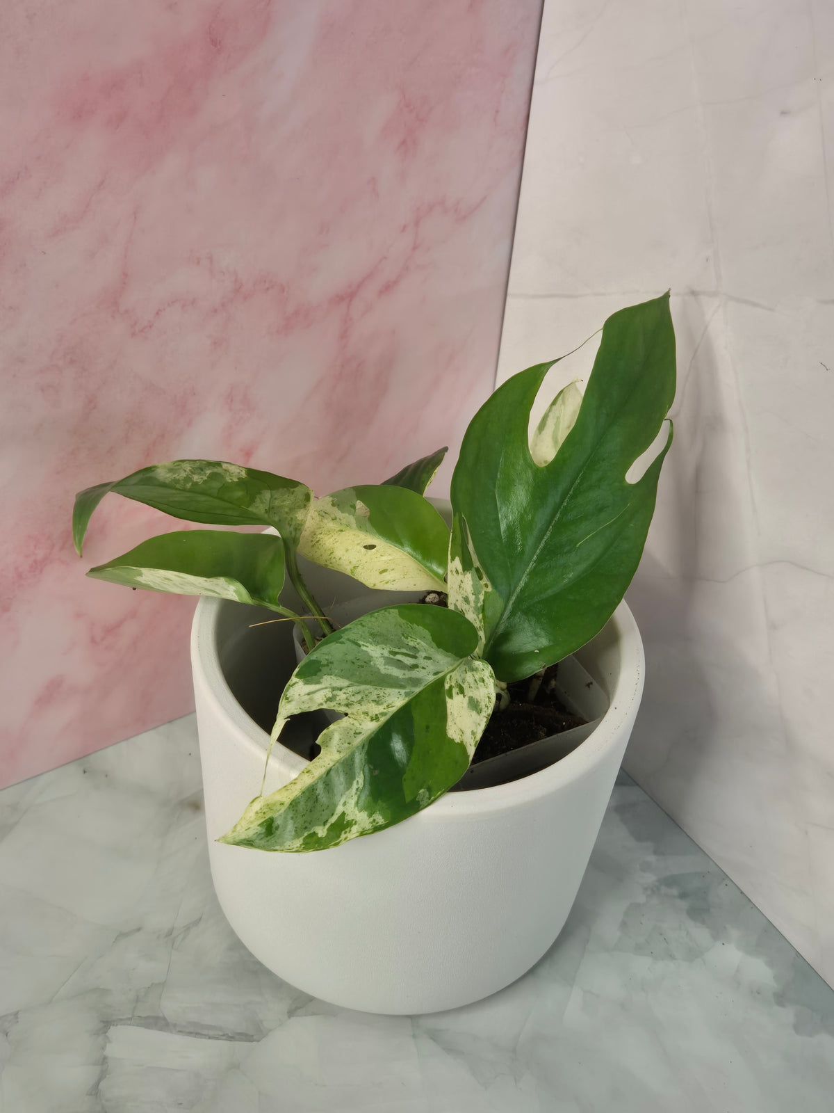 Epipremnum Pinnatum Marble King #1