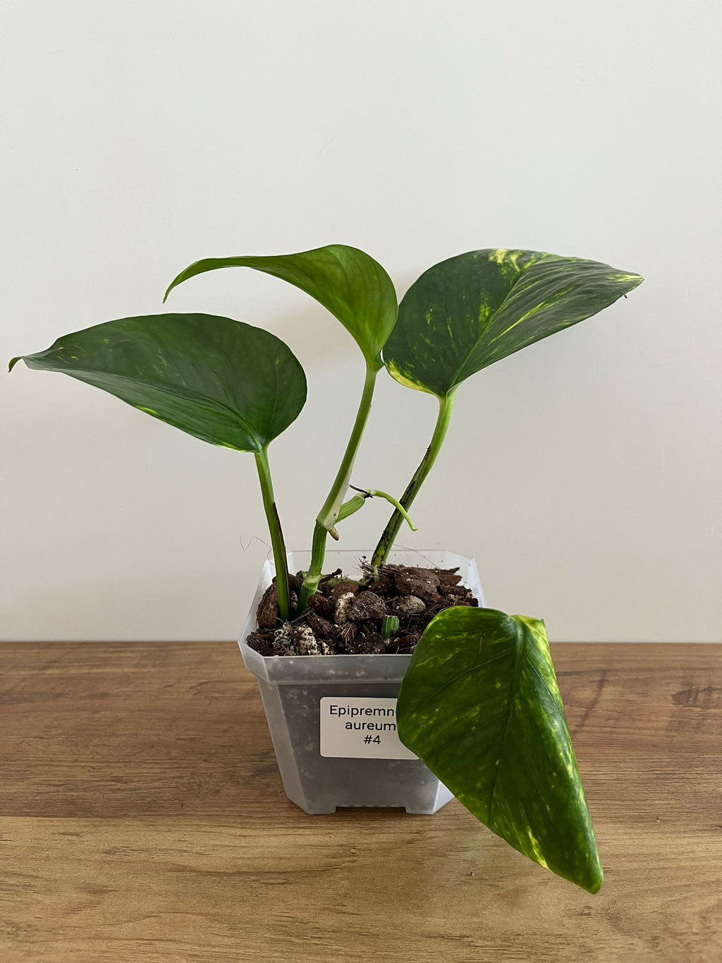 Epipremnum aureum #4